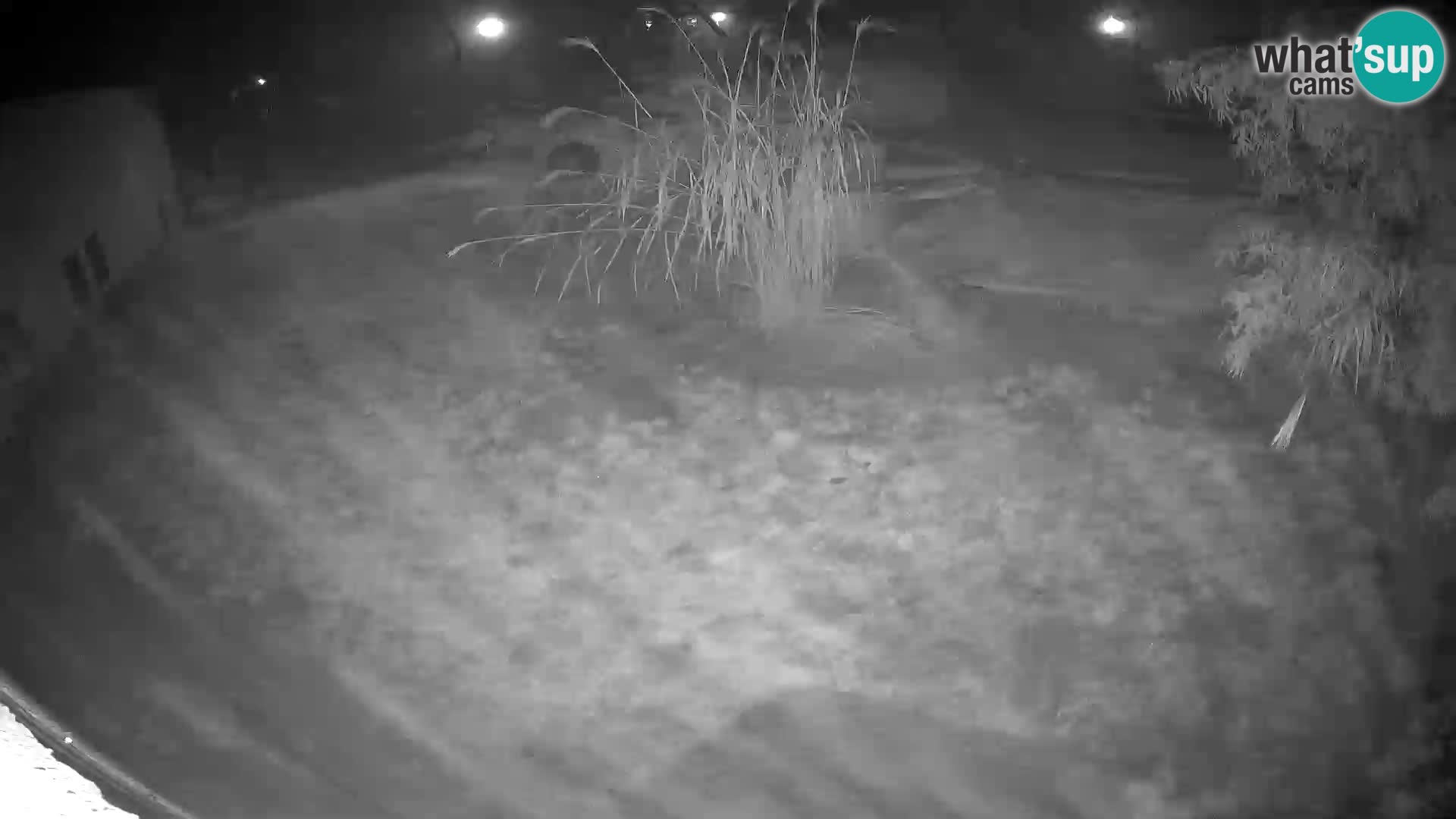 LION webcam en direct du zoo de Ljubljana – Slovénie