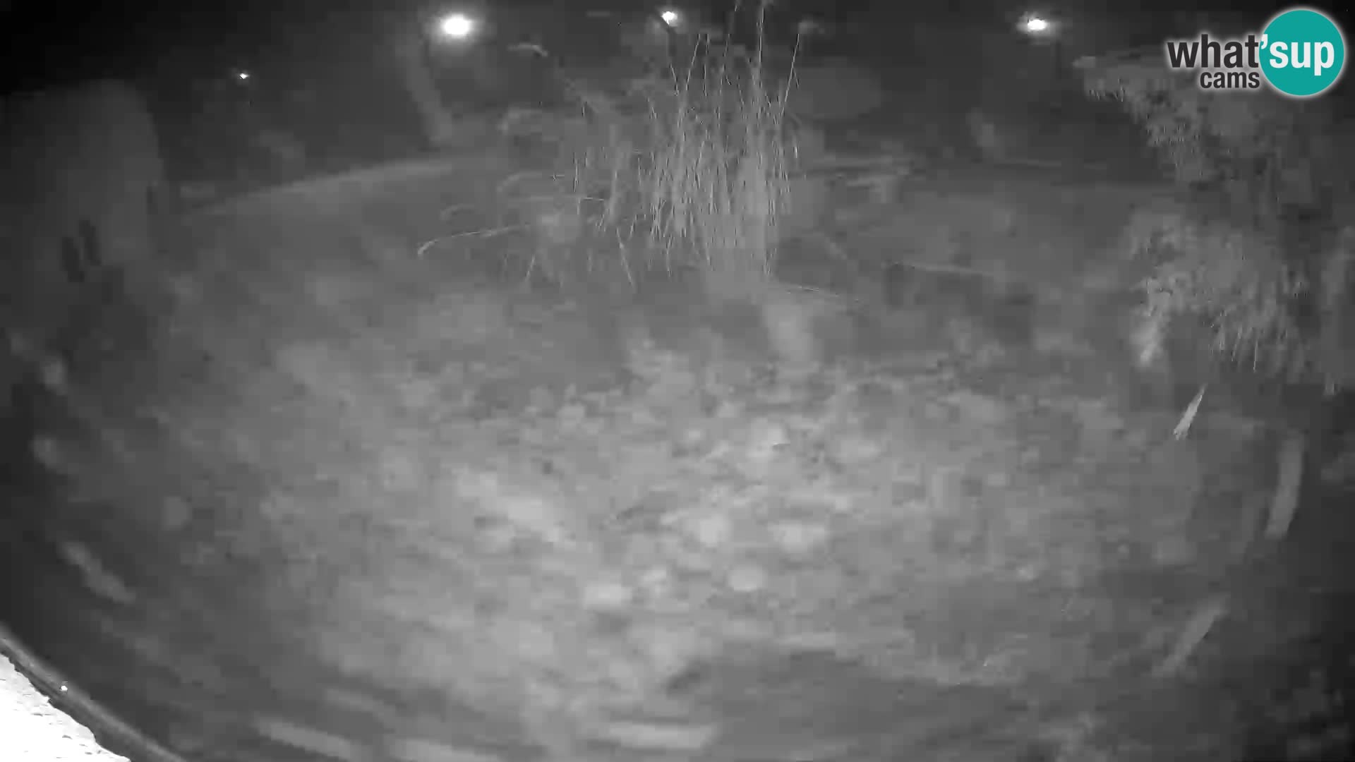 LEONE live Webcam nello zoo di Lubiana – Slovenia