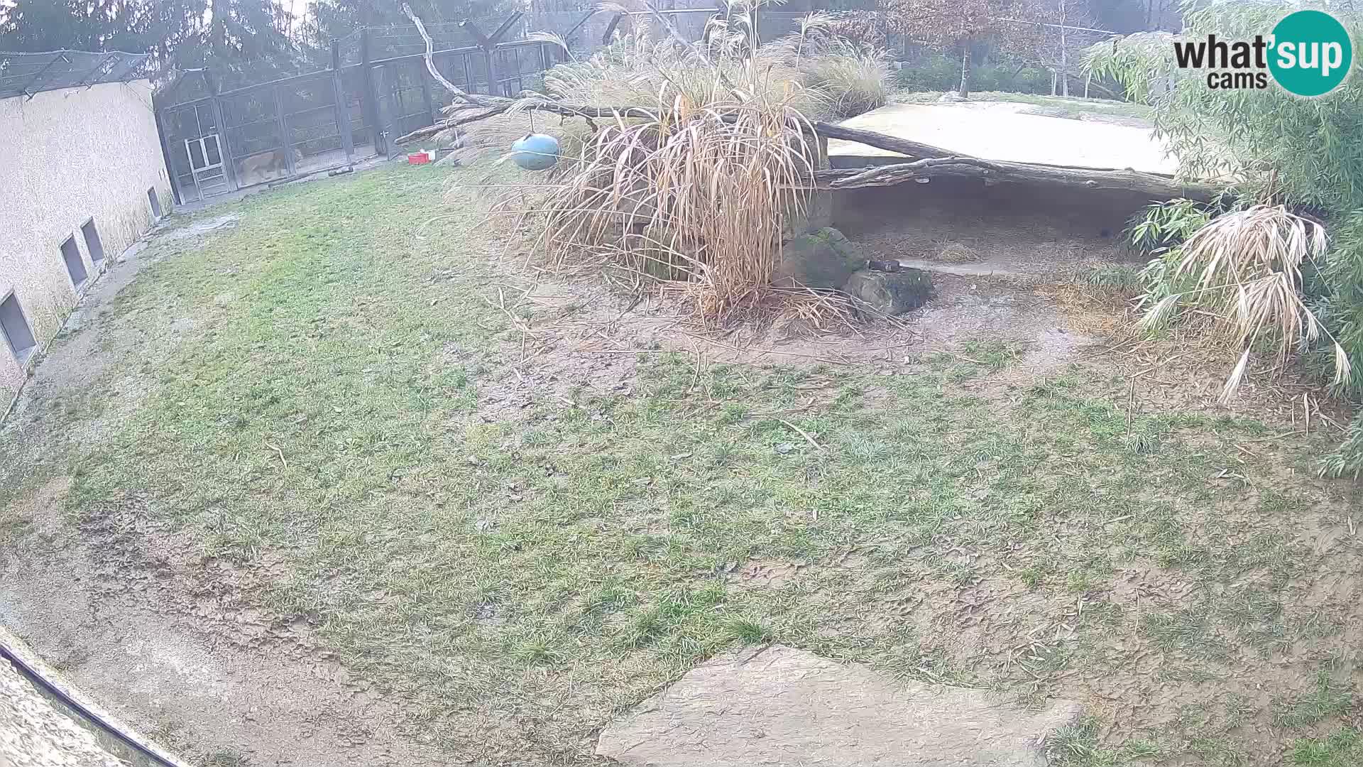 LION live Webcam in Ljubljana Zoo – Slovenia