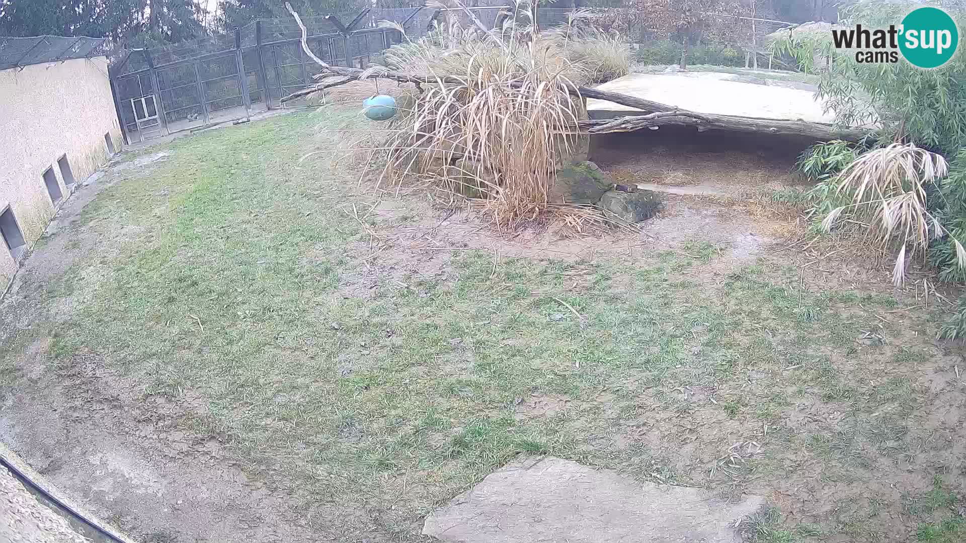LION live Webcam in Ljubljana Zoo – Slovenia