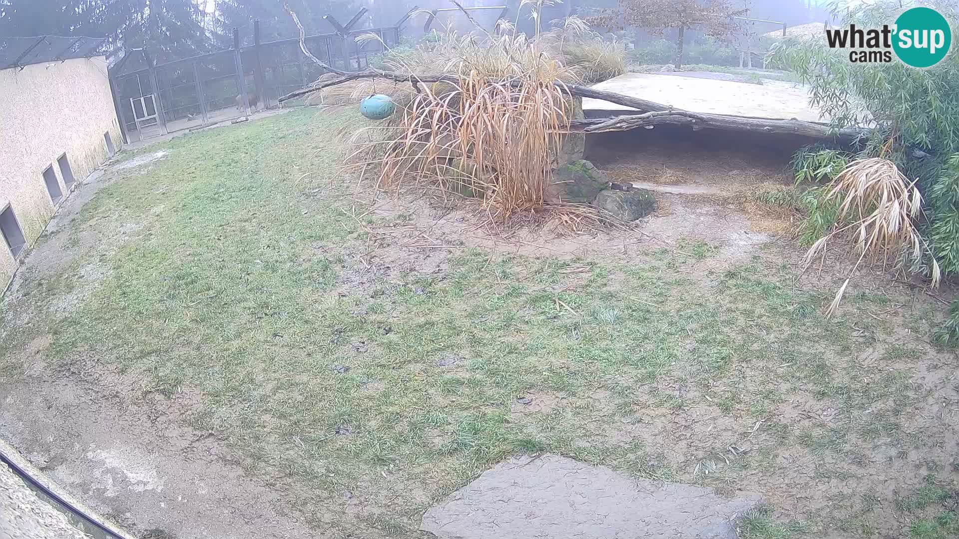 Löwe live Webcam im Zoo von Ljubljana – Slowenien