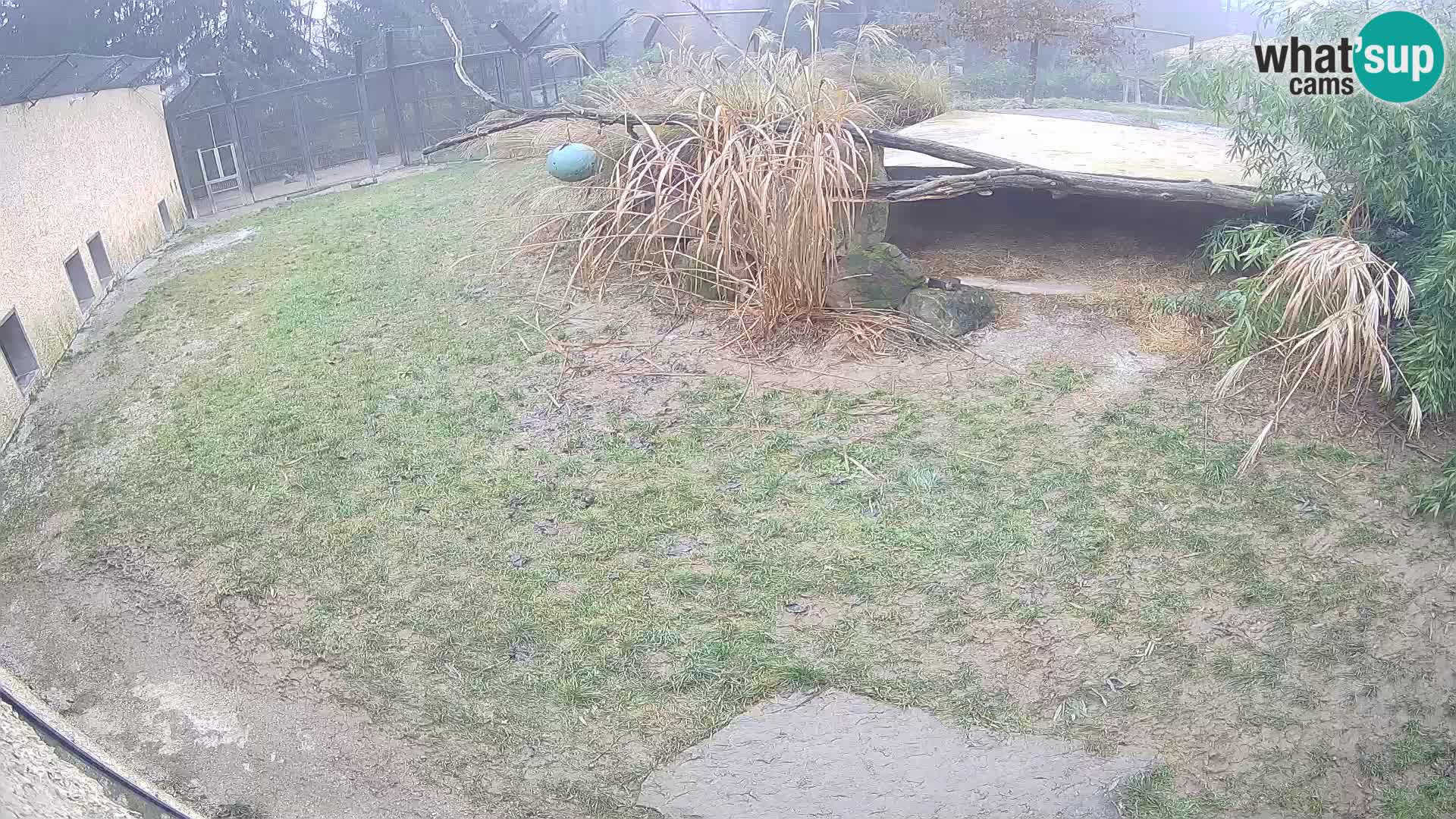 LEON Webcam en vivo en Ljubljana Zoo – Eslovenia
