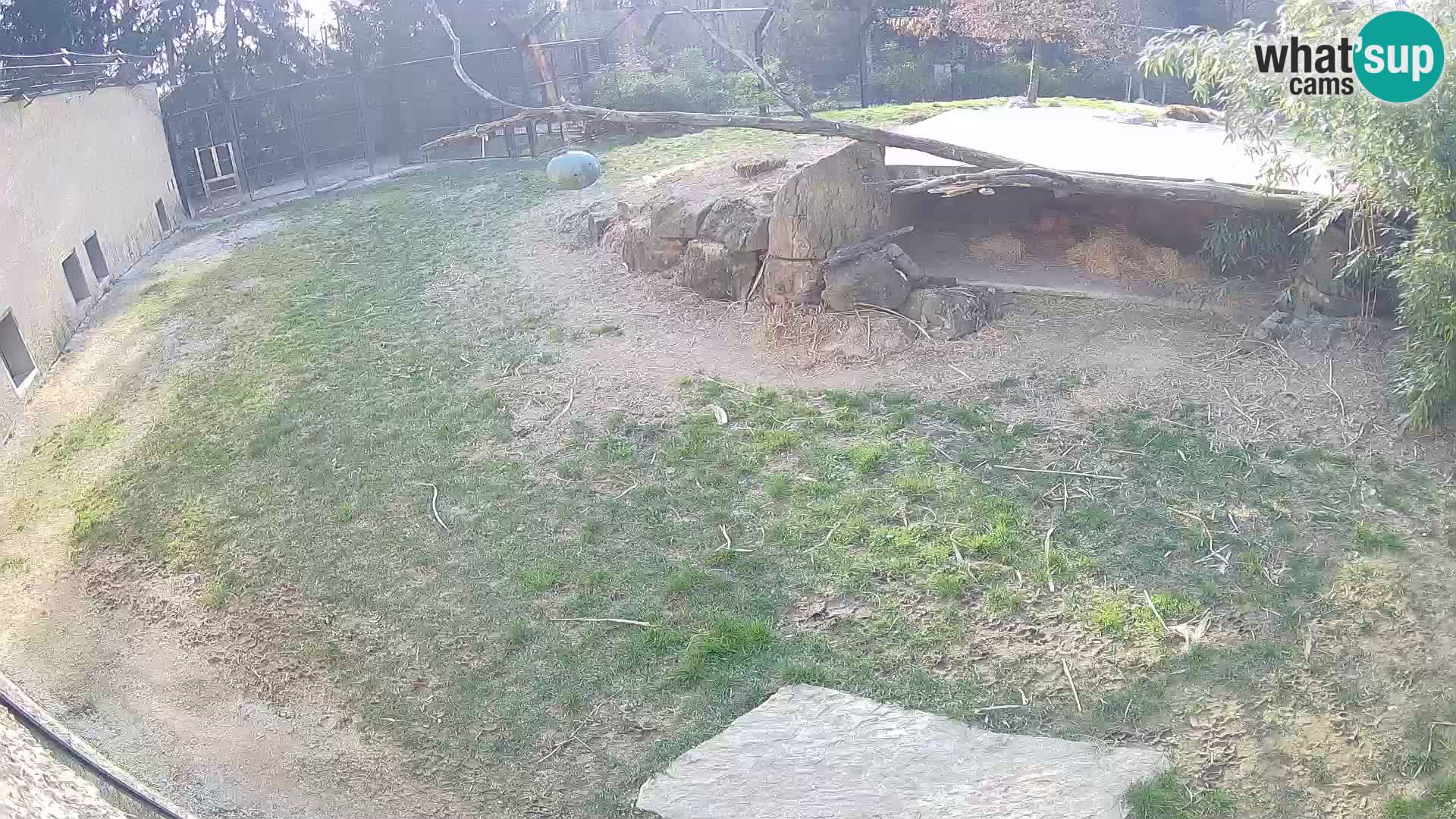 Lavovi web kamera uživo u ljubljanskom zoološkom vrtu – Slovenija