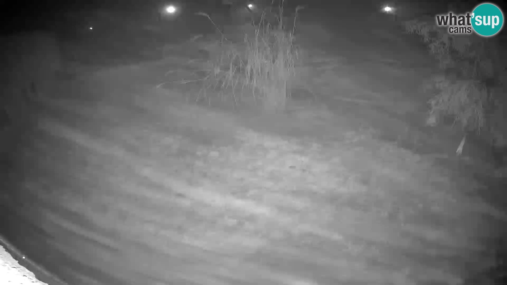 LEONE live Webcam nello zoo di Lubiana – Slovenia