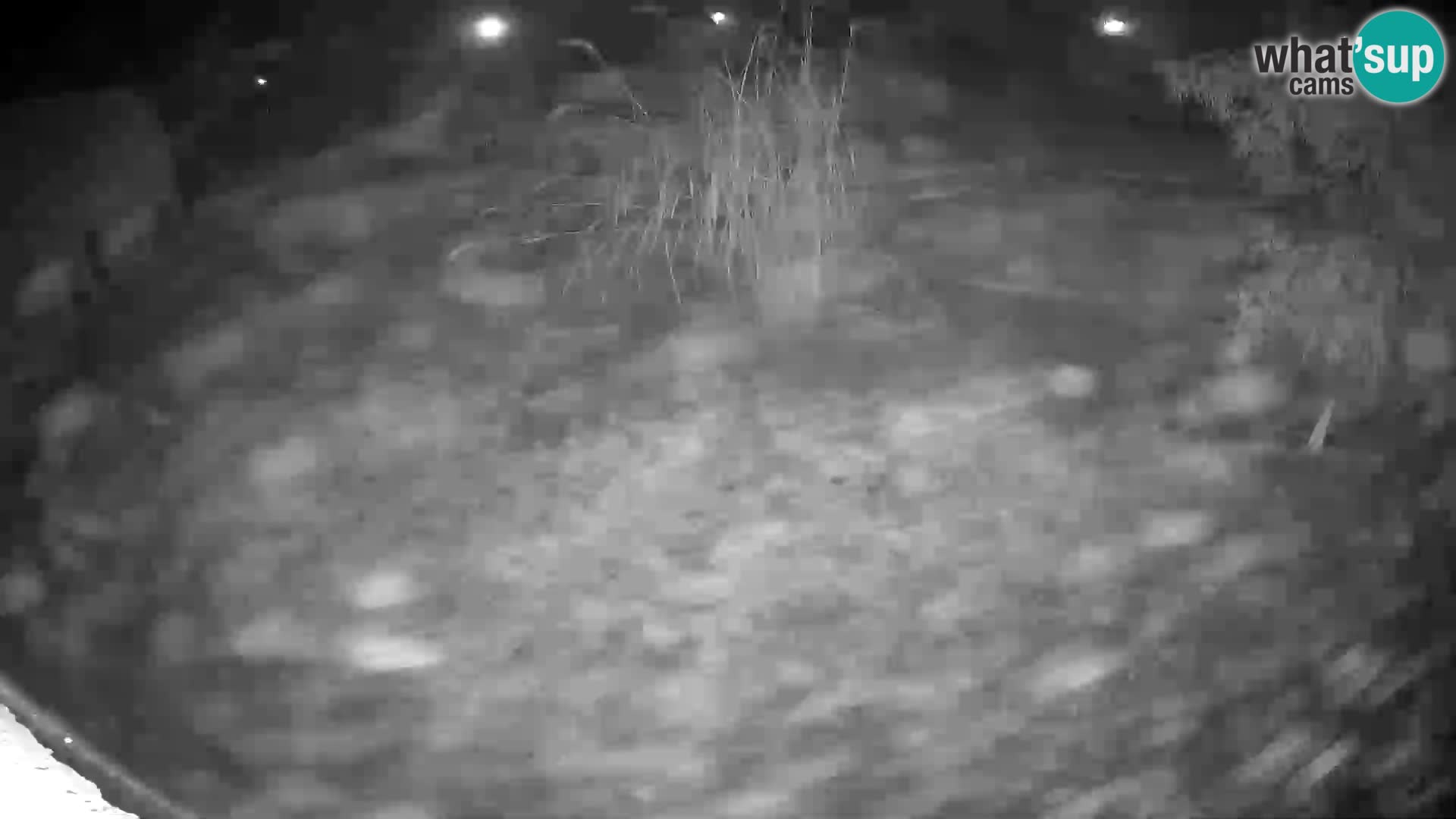 LEON Webcam en vivo en Ljubljana Zoo – Eslovenia