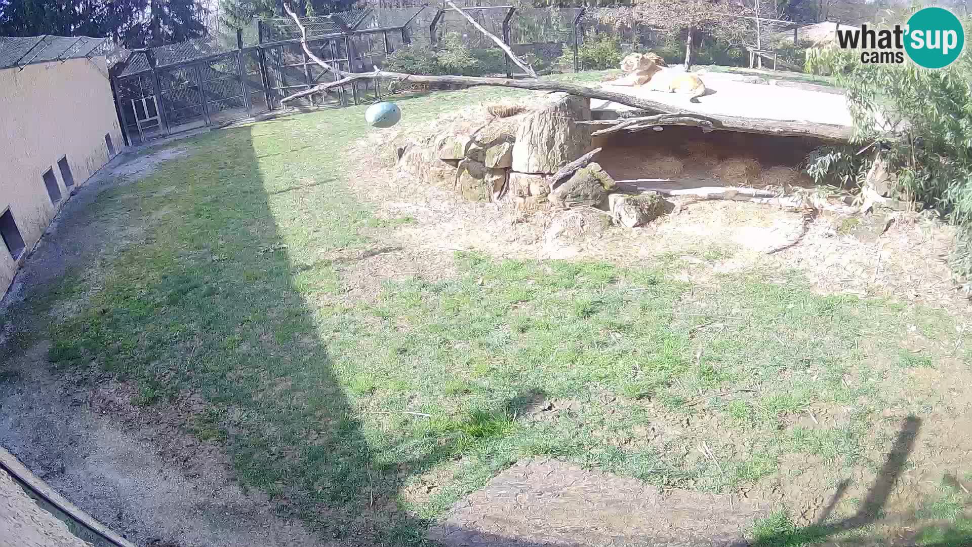 LEVI spletna kamera v živalskem vrtu Ljubljana Zoo