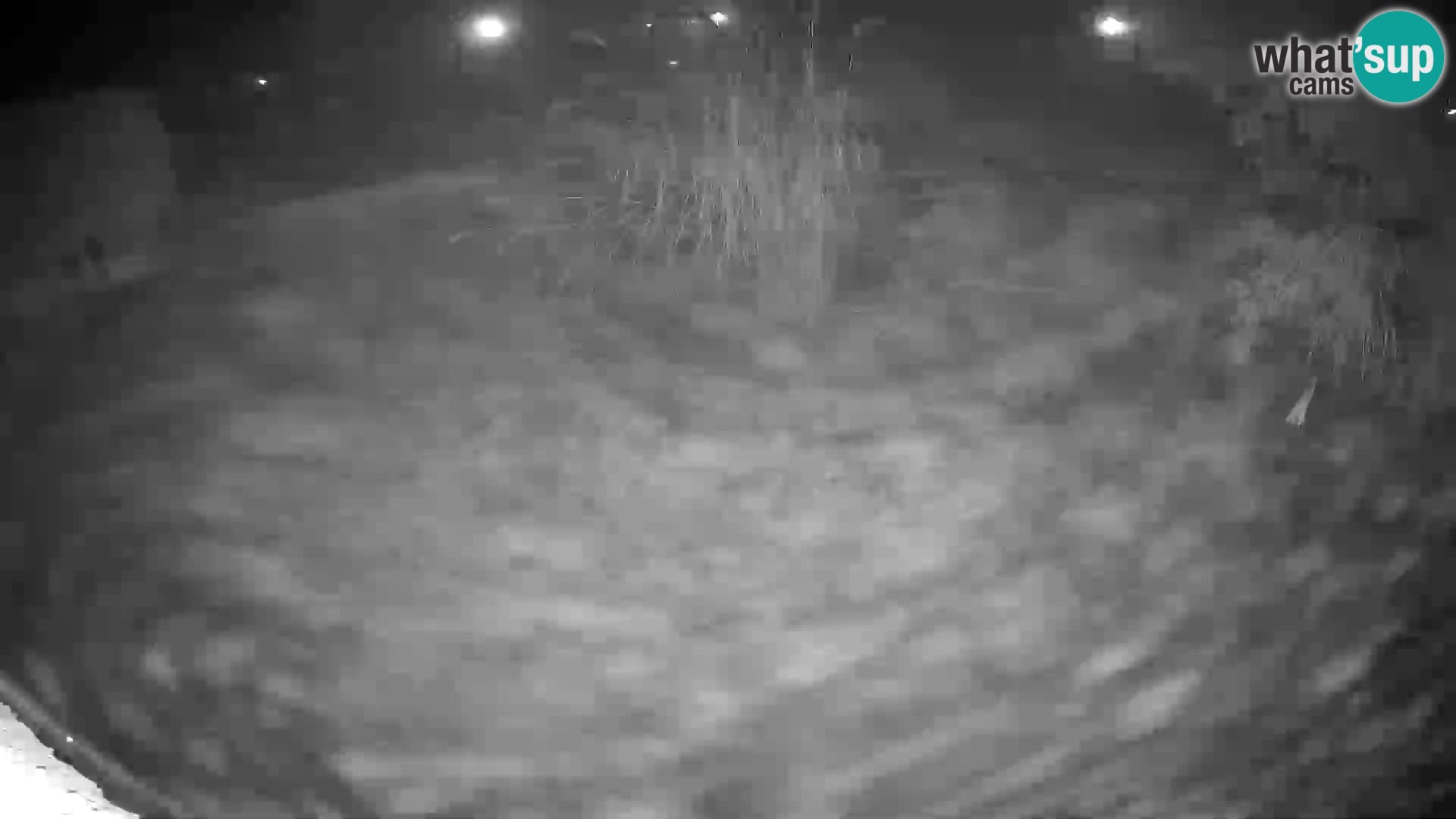 Lavovi web kamera uživo u ljubljanskom zoološkom vrtu – Slovenija