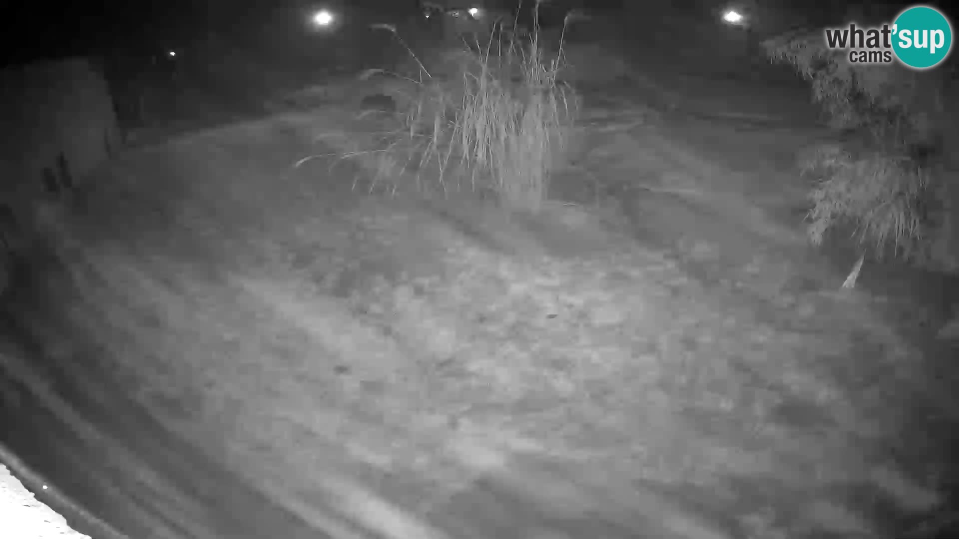 LION live Webcam in Ljubljana Zoo – Slovenia