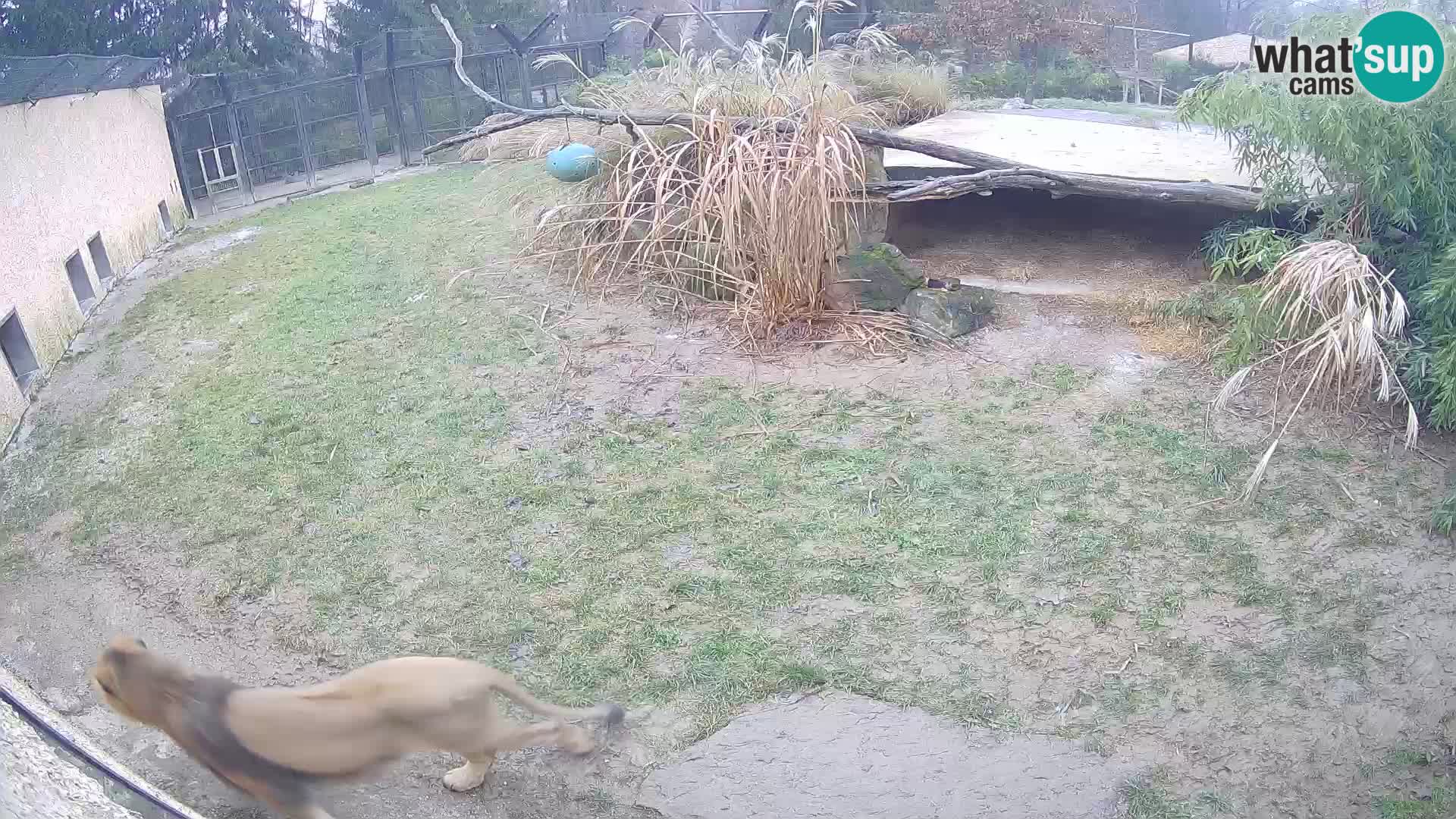 LEONE live Webcam nello zoo di Lubiana – Slovenia