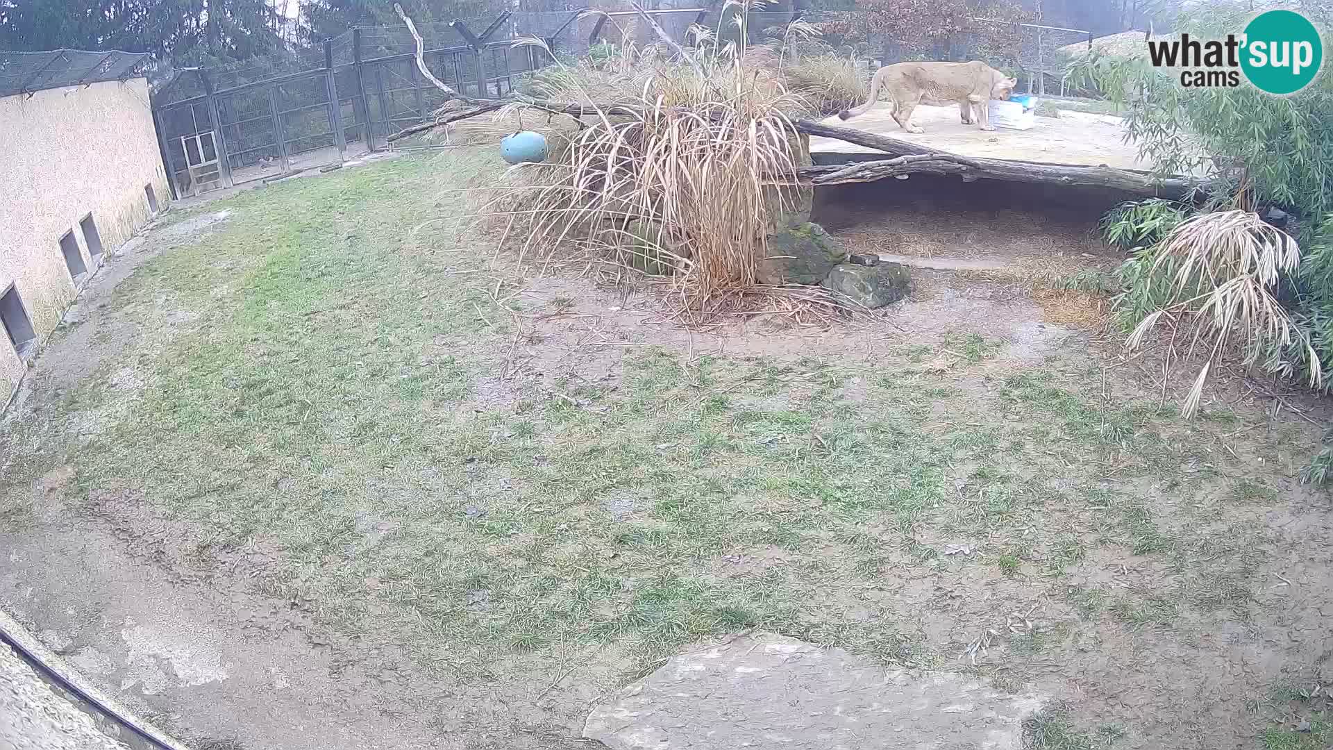 LION live Webcam in Ljubljana Zoo – Slovenia