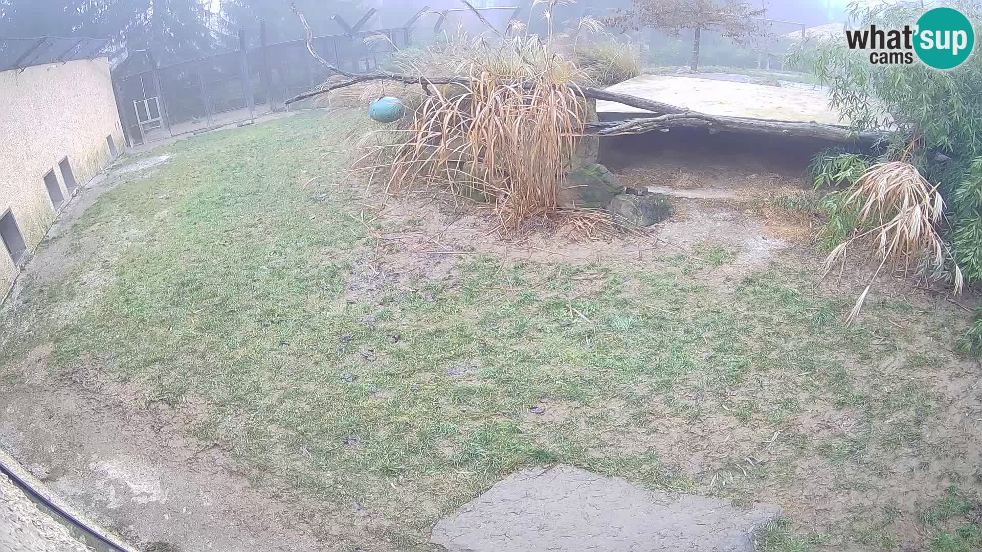 LEON Webcam en vivo en Ljubljana Zoo – Eslovenia