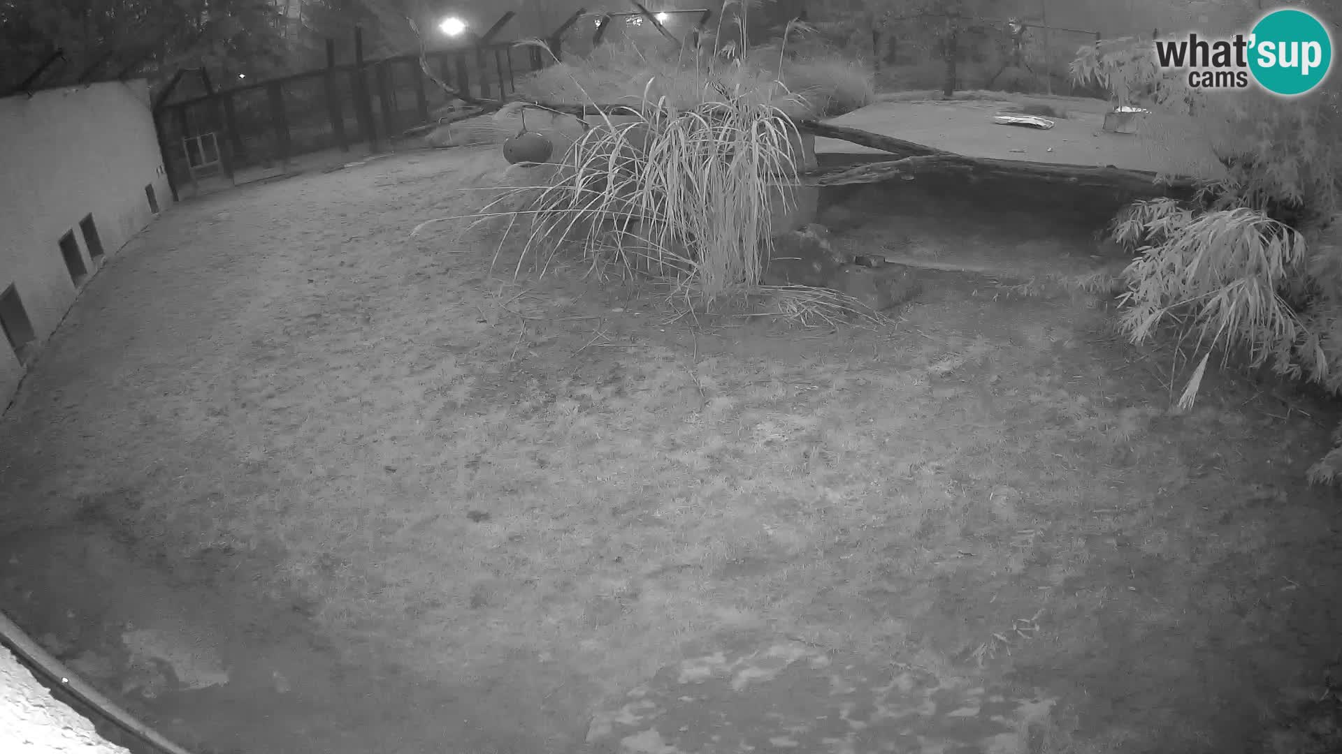 LION live Webcam in Ljubljana Zoo – Slovenia