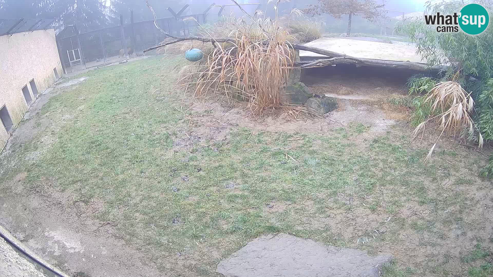 LEONE live Webcam nello zoo di Lubiana – Slovenia