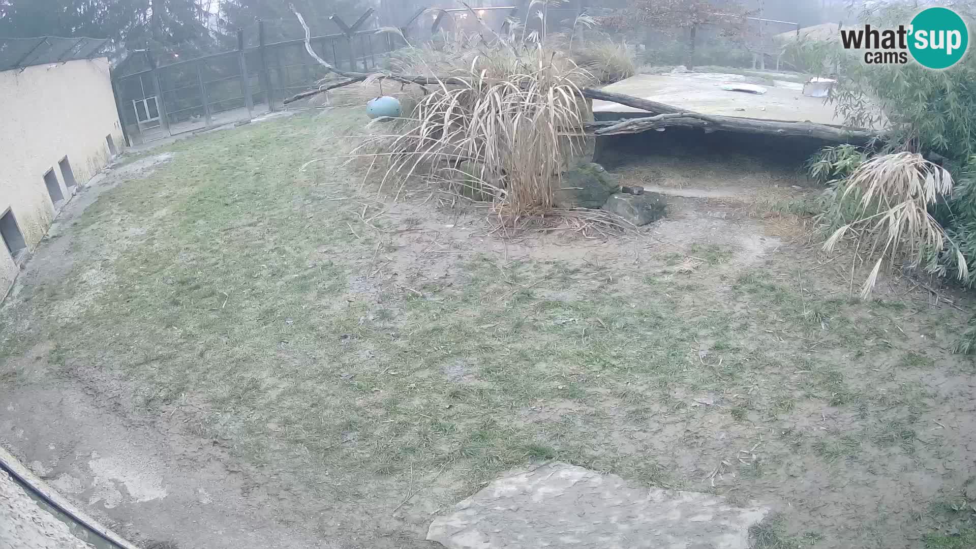 Löwe live Webcam im Zoo von Ljubljana – Slowenien