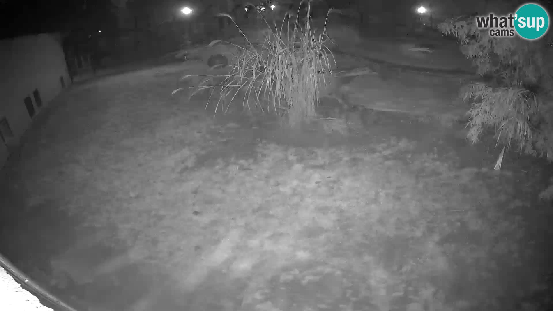 LEONE live Webcam nello zoo di Lubiana – Slovenia