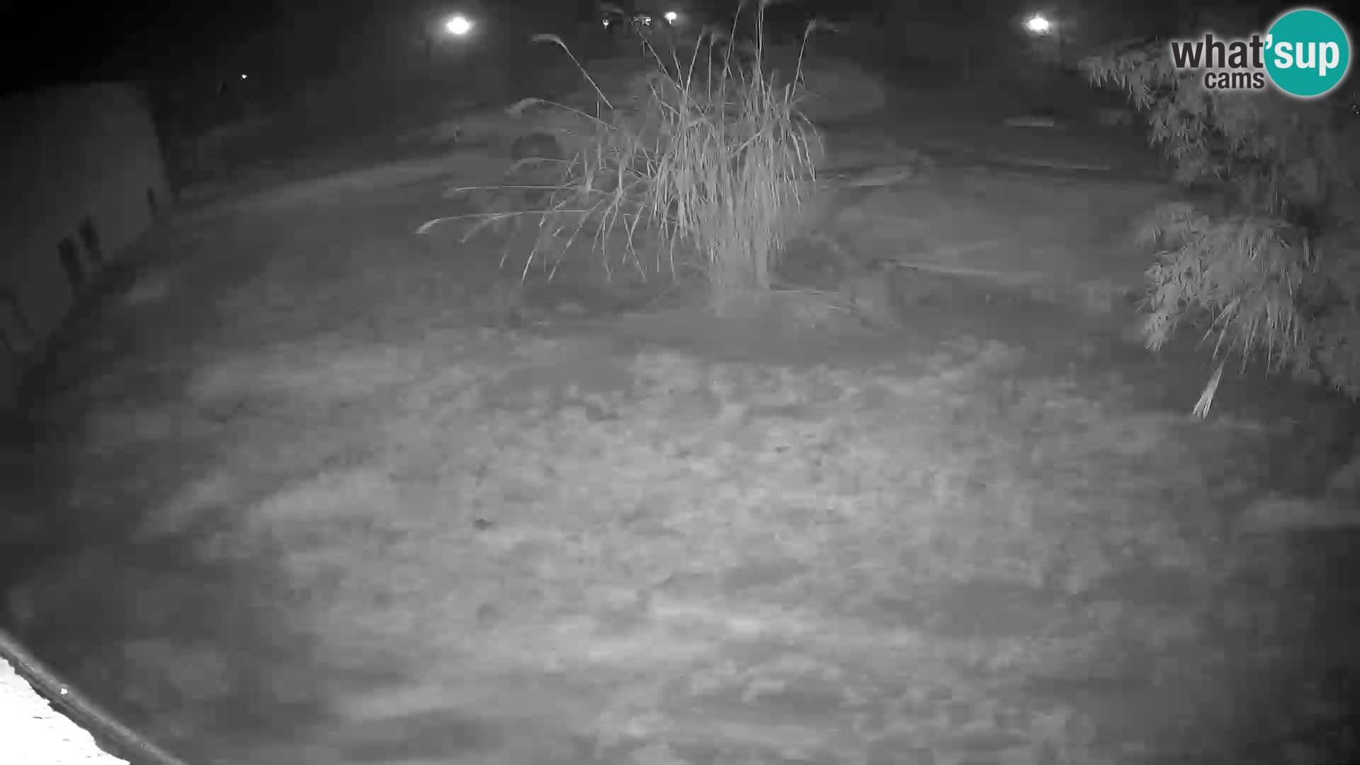 LION webcam en direct du zoo de Ljubljana – Slovénie