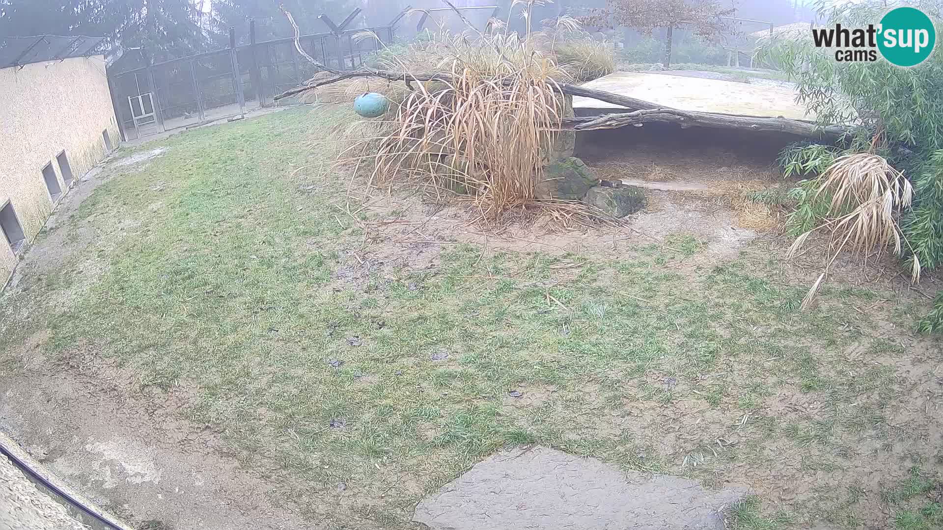 LEVI spletna kamera v živalskem vrtu Ljubljana Zoo