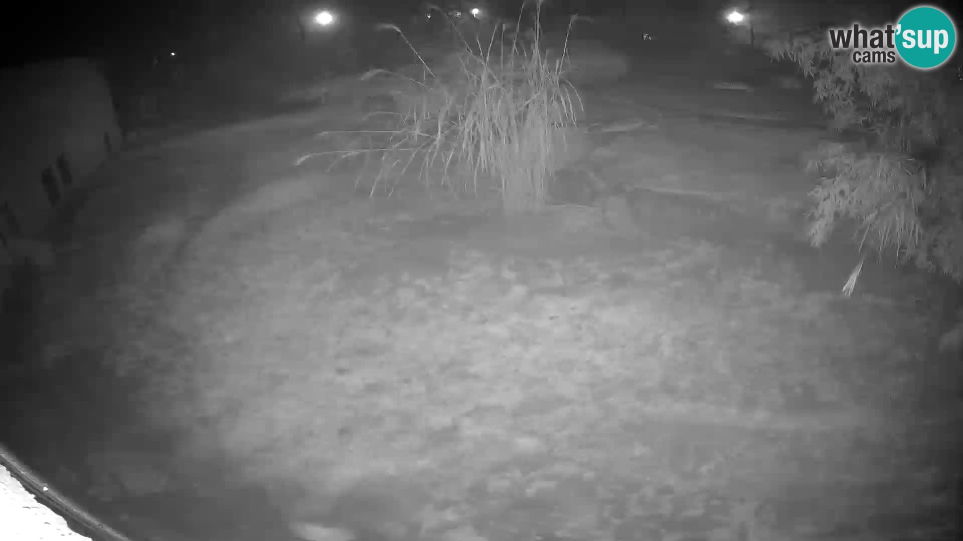 Lavovi web kamera uživo u ljubljanskom zoološkom vrtu – Slovenija