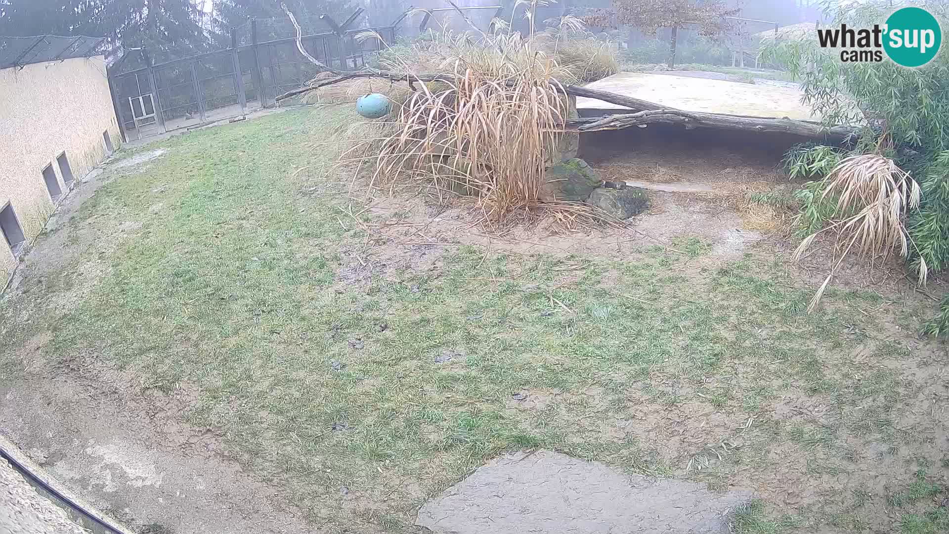 LION webcam en direct du zoo de Ljubljana – Slovénie