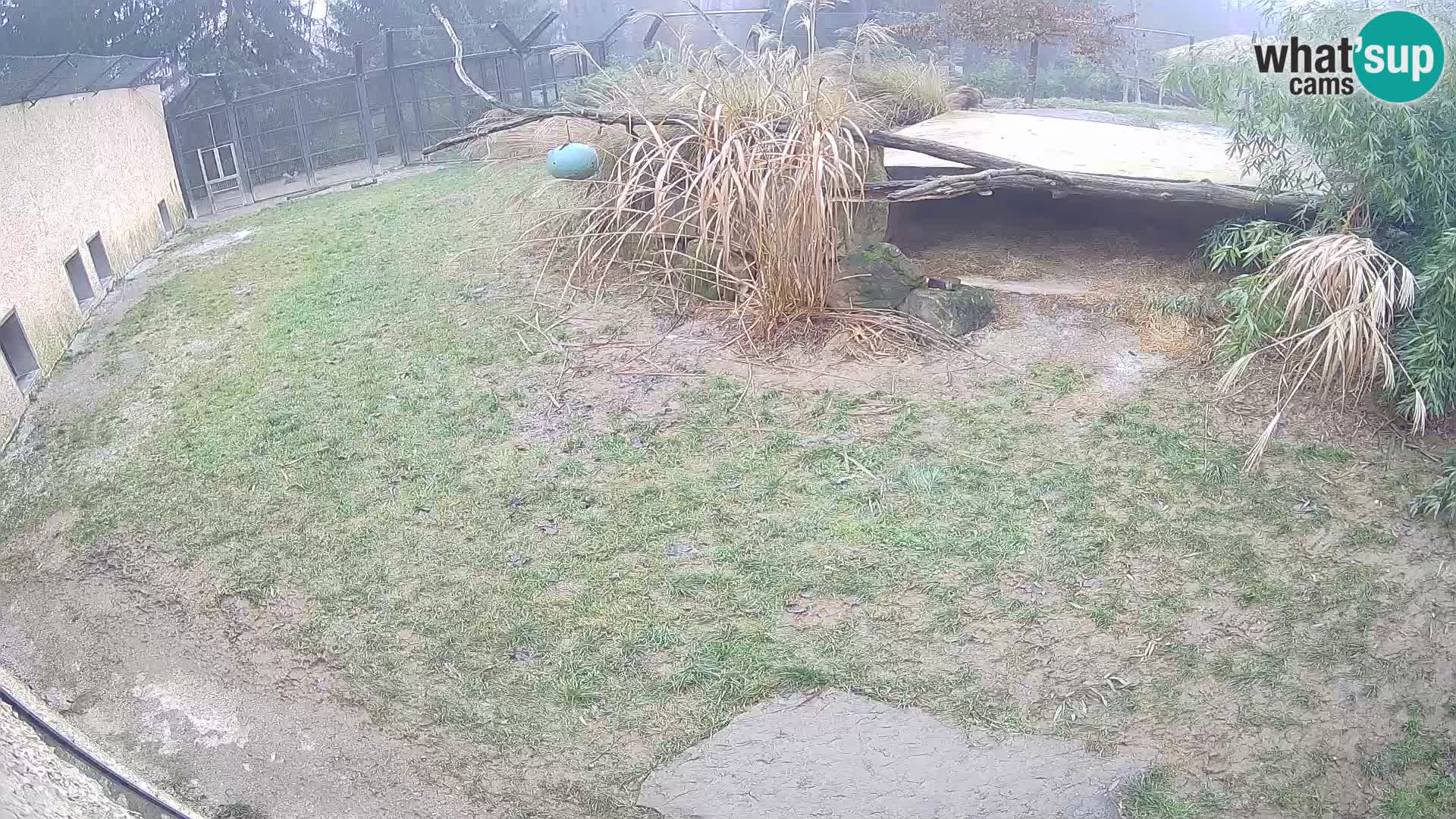 LION live Webcam in Ljubljana Zoo – Slovenia