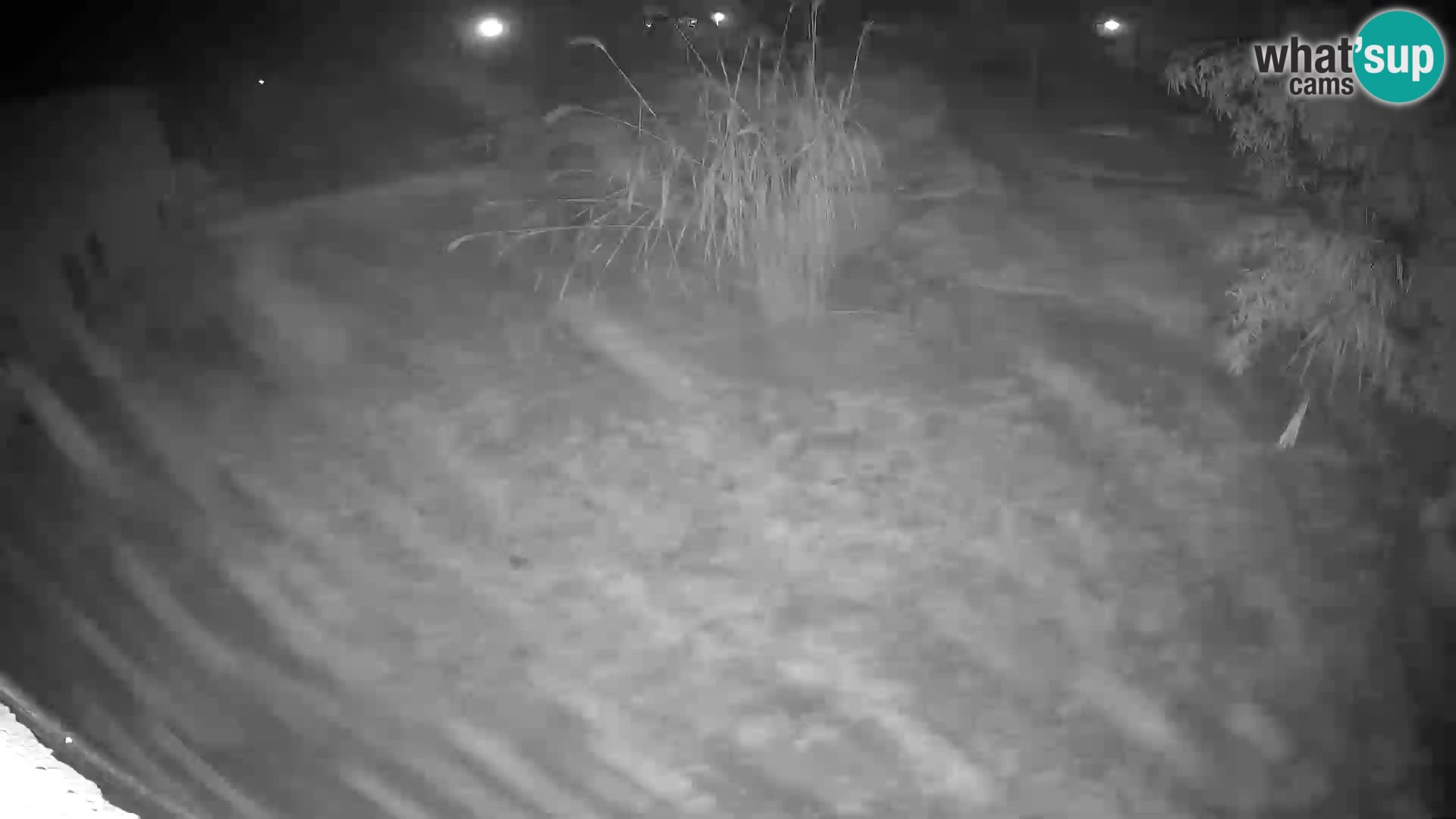 LEONE live Webcam nello zoo di Lubiana – Slovenia