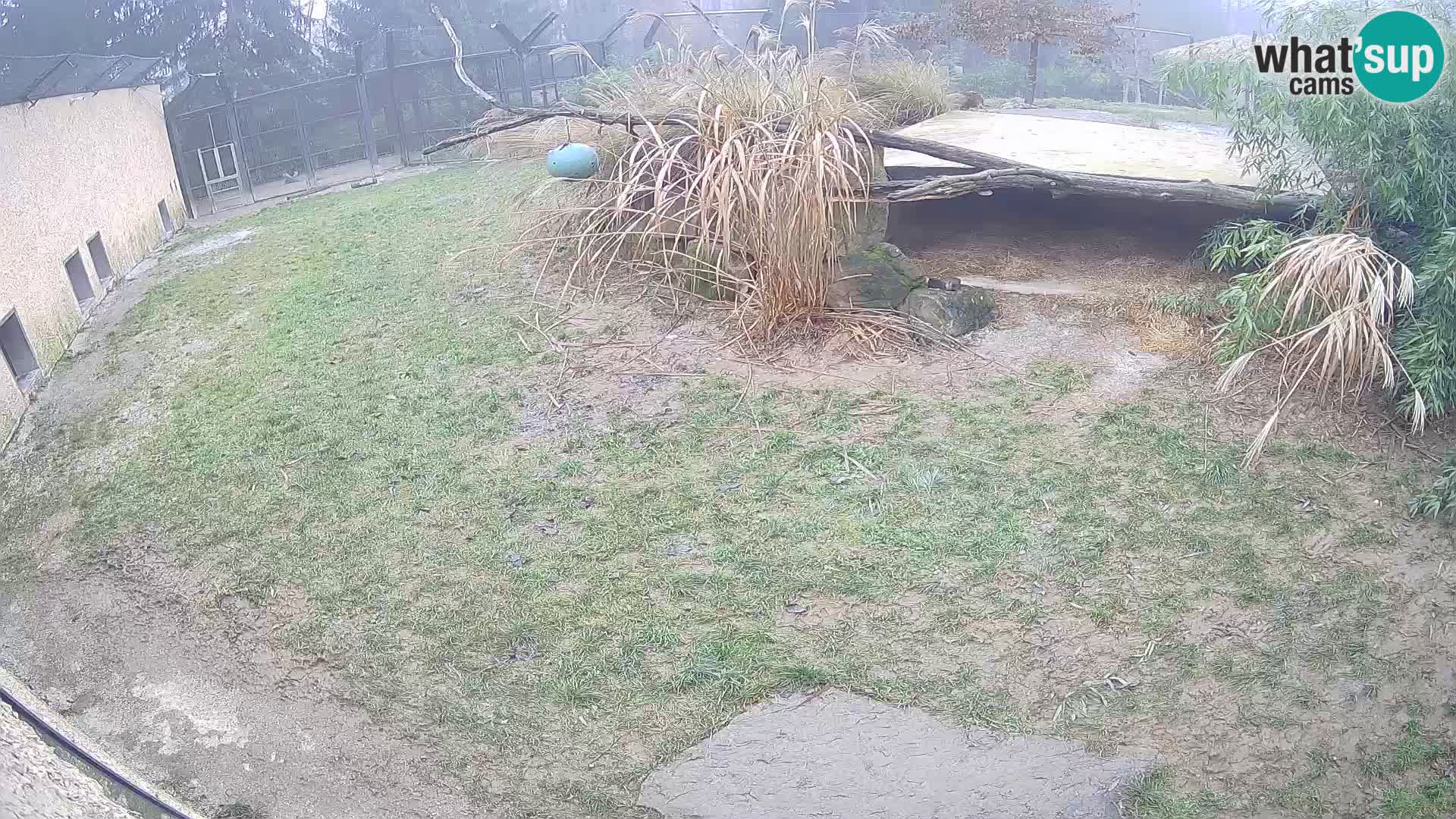 Löwe live Webcam im Zoo von Ljubljana – Slowenien