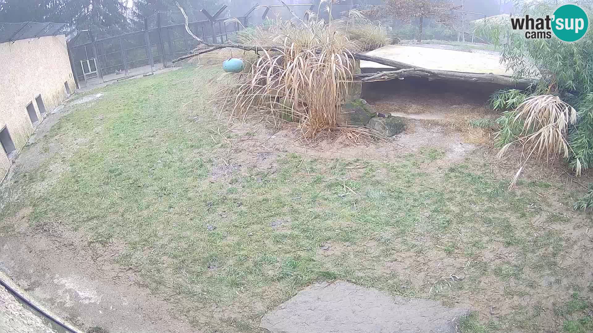 Lavovi web kamera uživo u ljubljanskom zoološkom vrtu – Slovenija