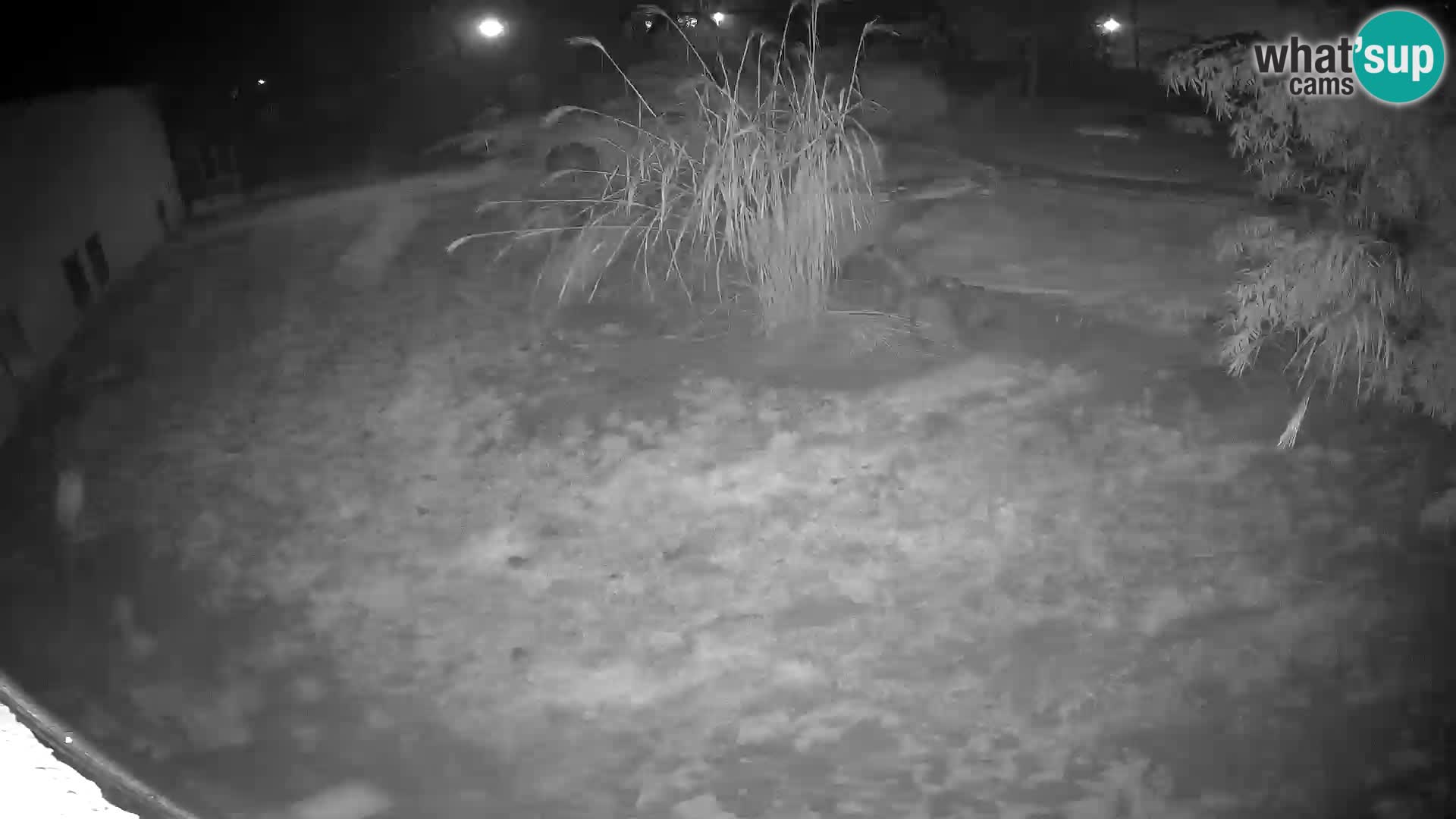 LION live Webcam in Ljubljana Zoo – Slovenia