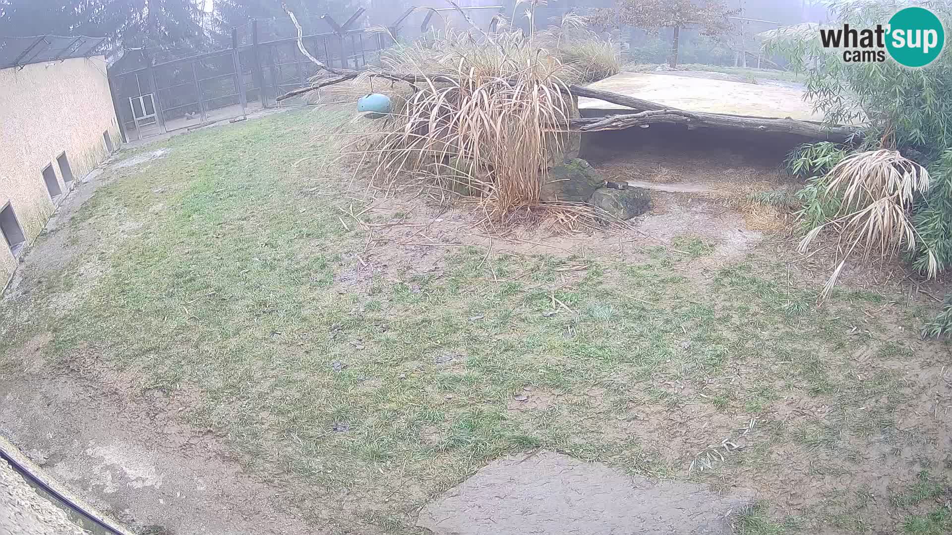 Löwe live Webcam im Zoo von Ljubljana – Slowenien