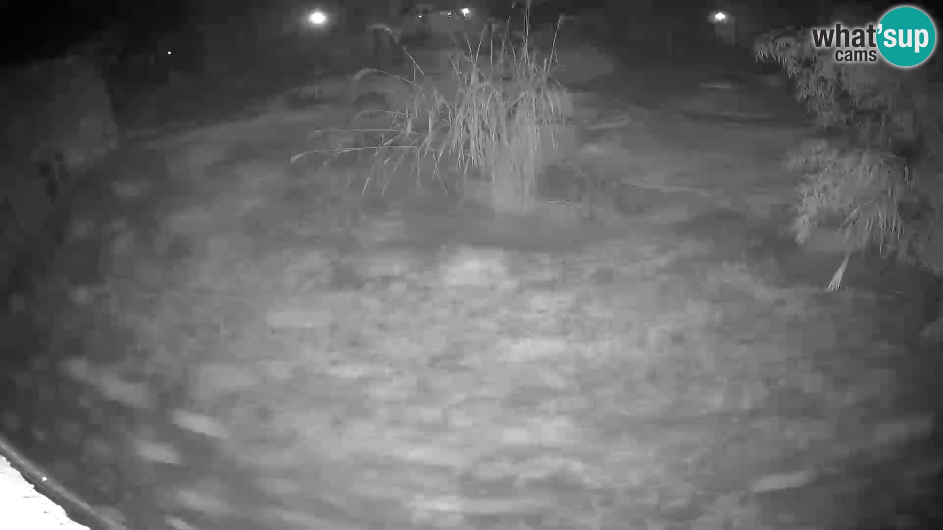 LION webcam en direct du zoo de Ljubljana – Slovénie