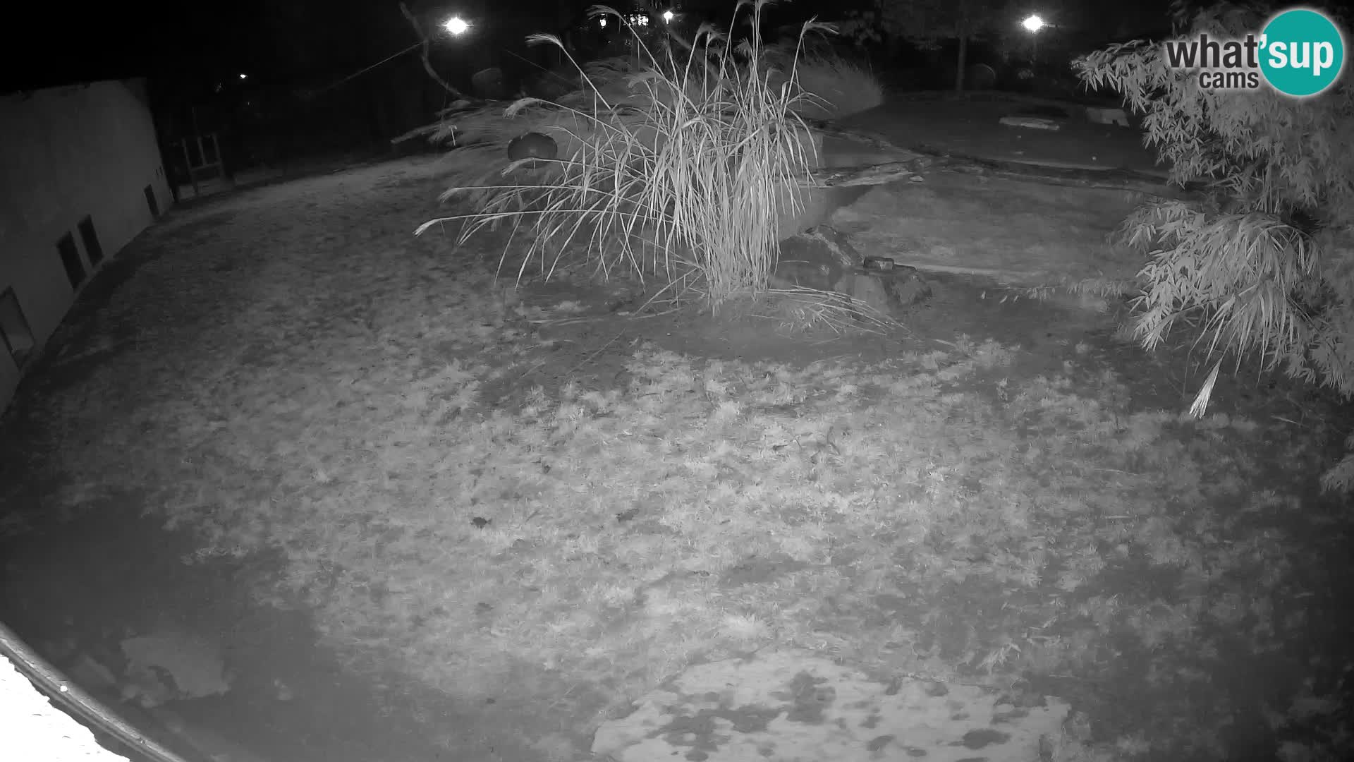 Löwe live Webcam im Zoo von Ljubljana – Slowenien