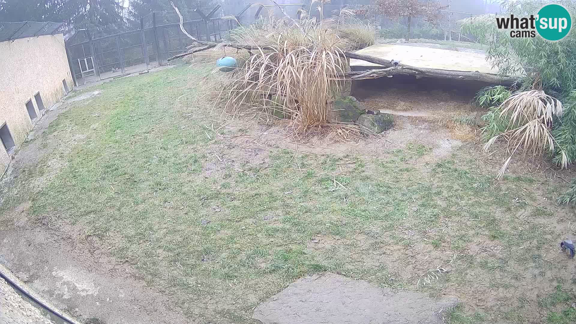 LION live Webcam in Ljubljana Zoo – Slovenia