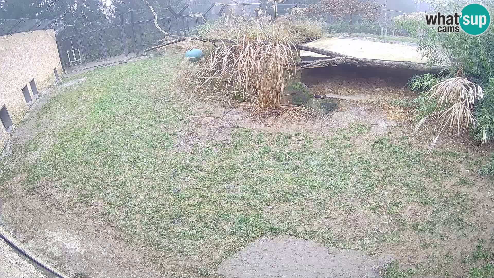 LEONE live Webcam nello zoo di Lubiana – Slovenia