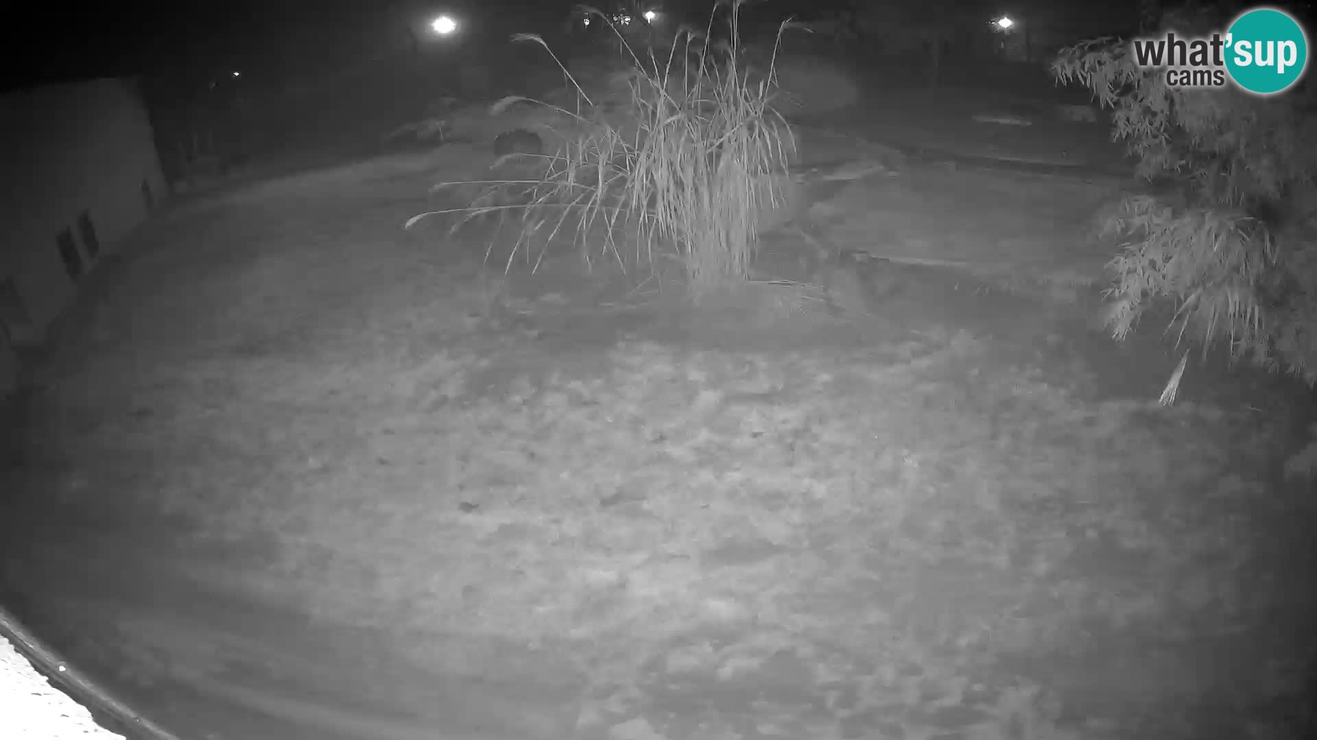 LEONE live Webcam nello zoo di Lubiana – Slovenia