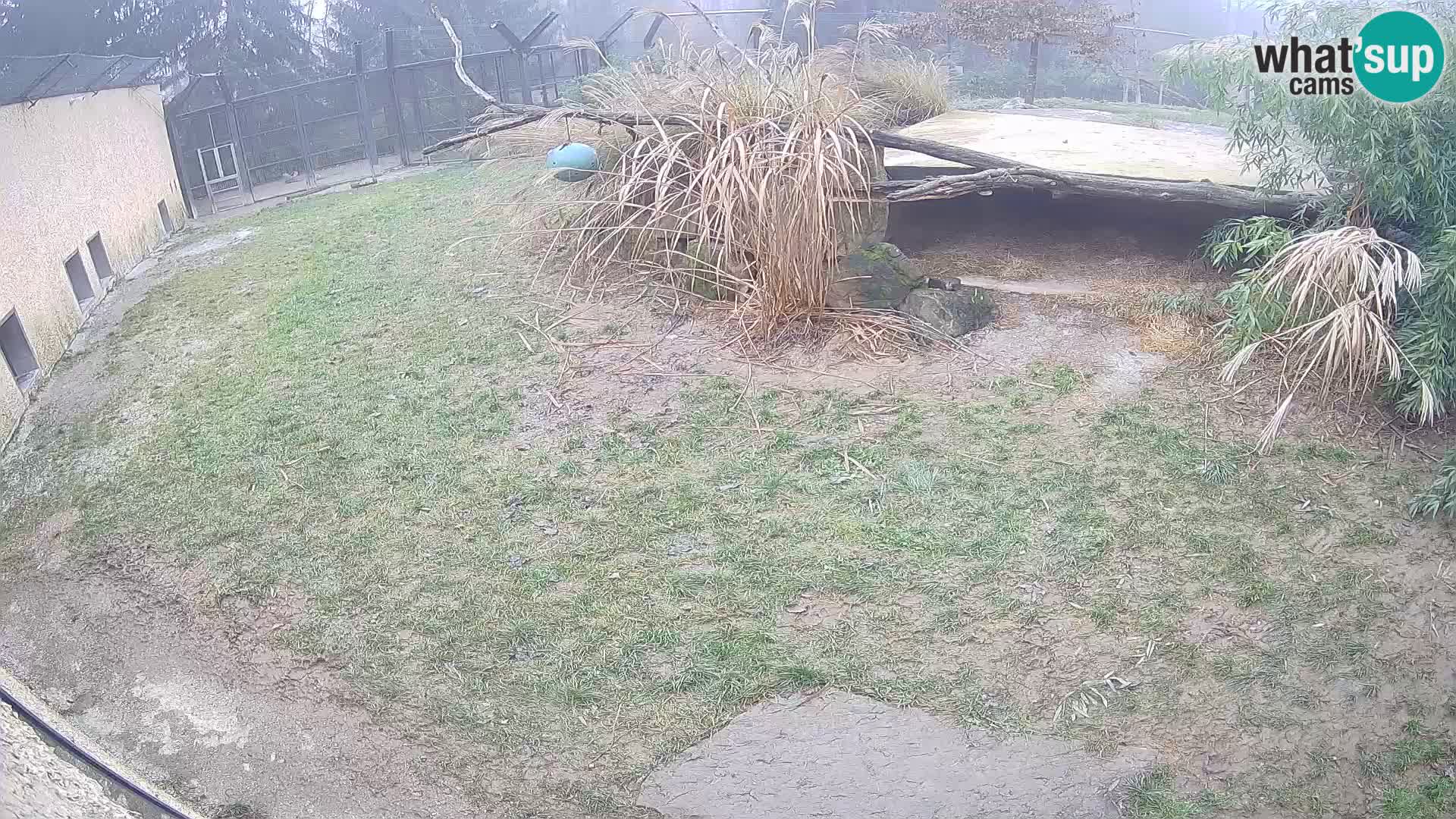 LEONE live Webcam nello zoo di Lubiana – Slovenia
