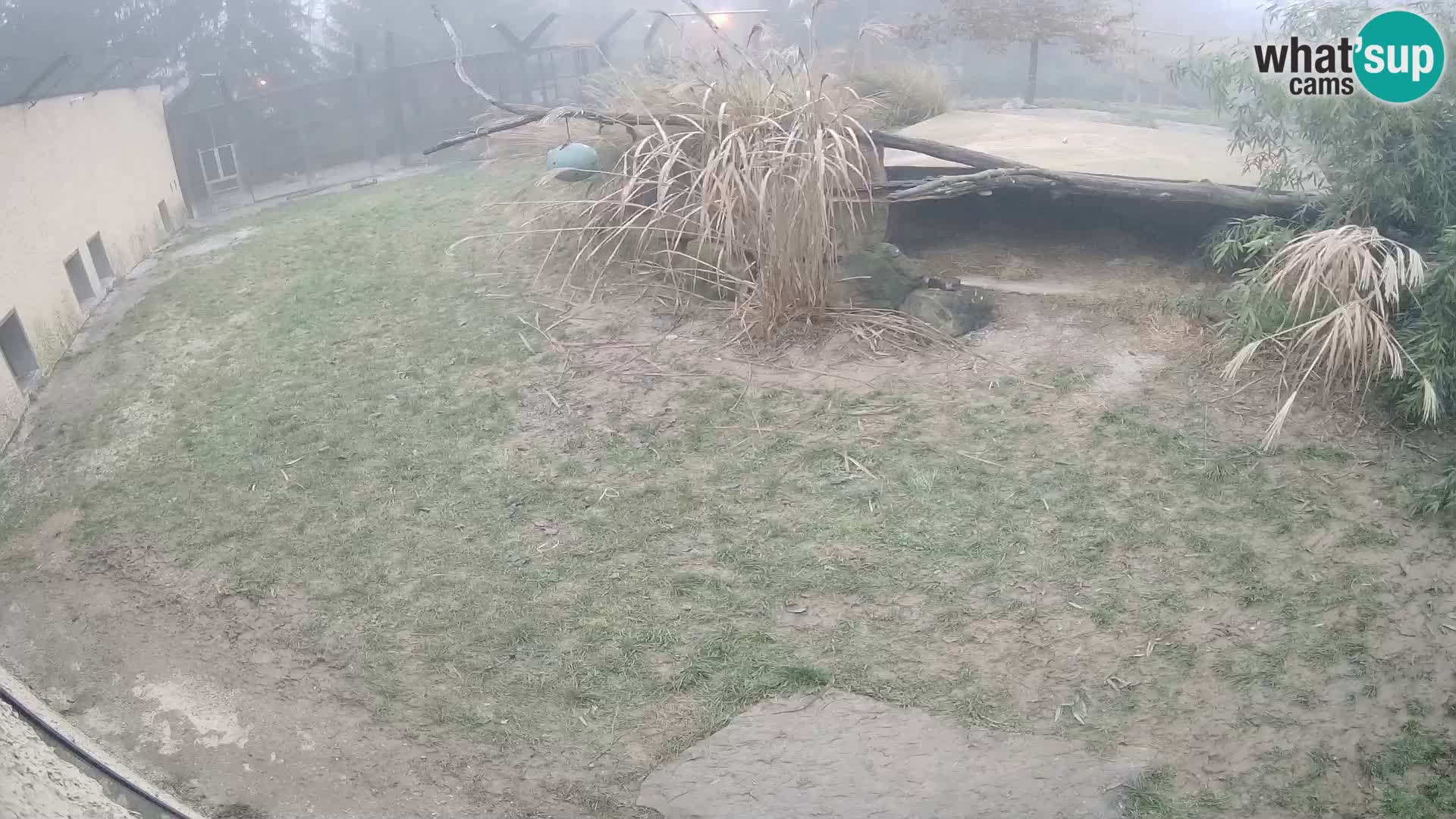 LION webcam en direct du zoo de Ljubljana – Slovénie