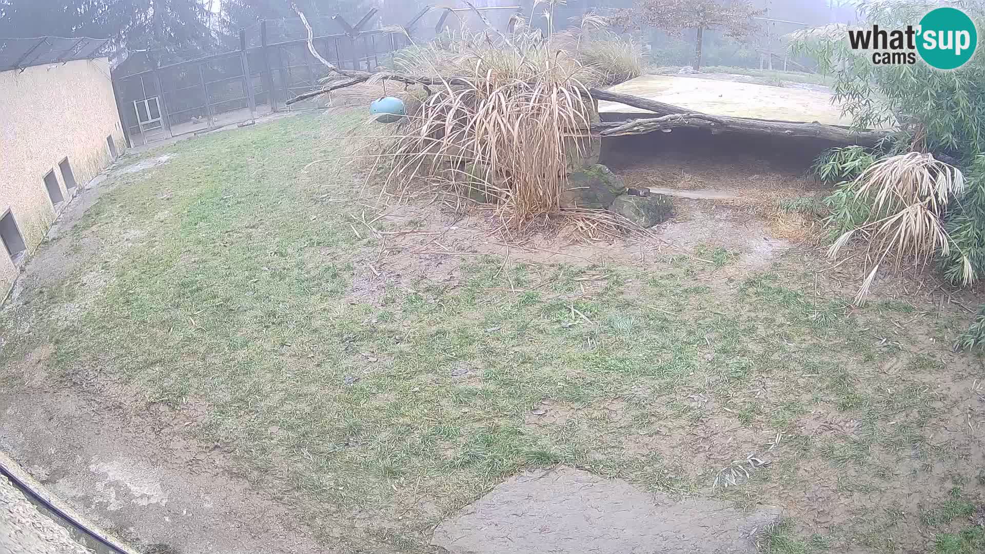LEON Webcam en vivo en Ljubljana Zoo – Eslovenia