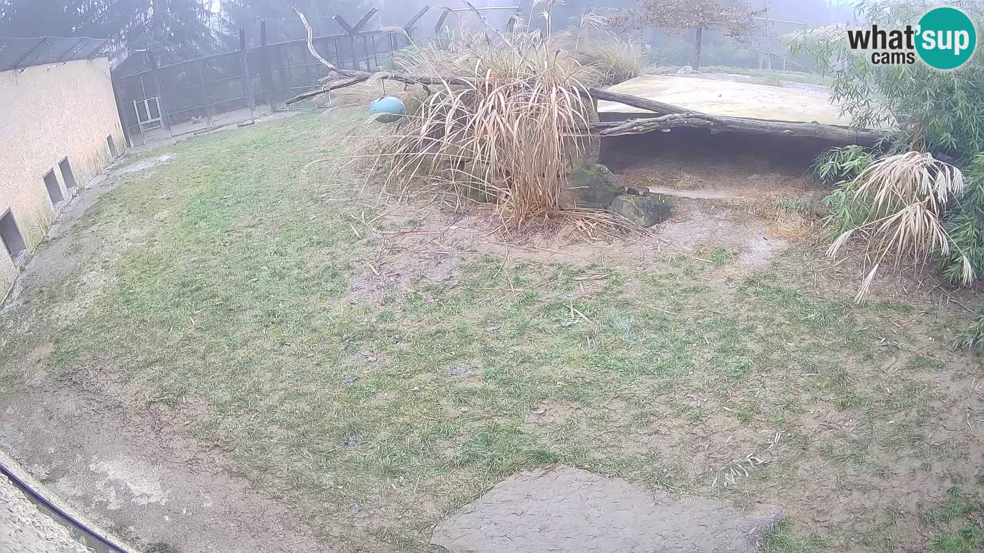 LEONE live Webcam nello zoo di Lubiana – Slovenia