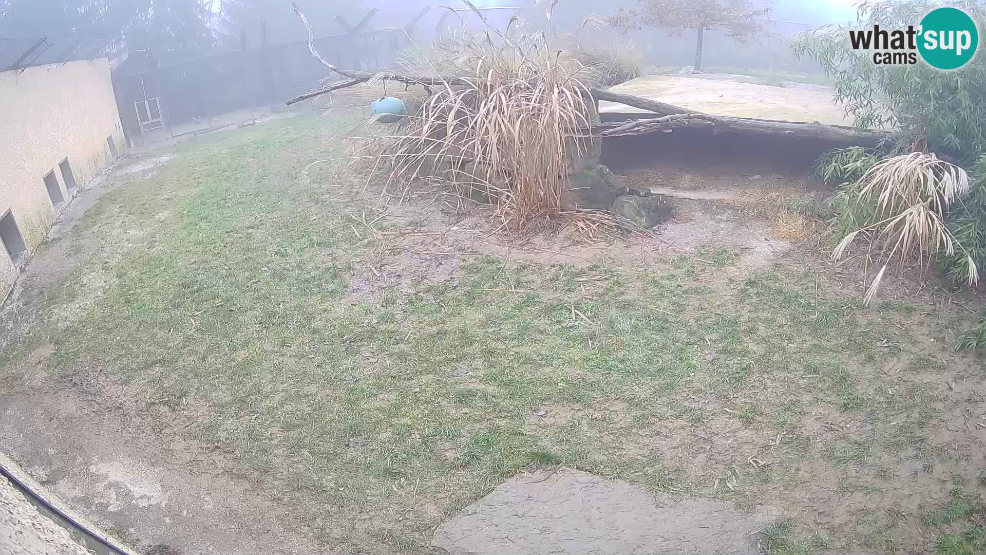 LION live Webcam in Ljubljana Zoo – Slovenia