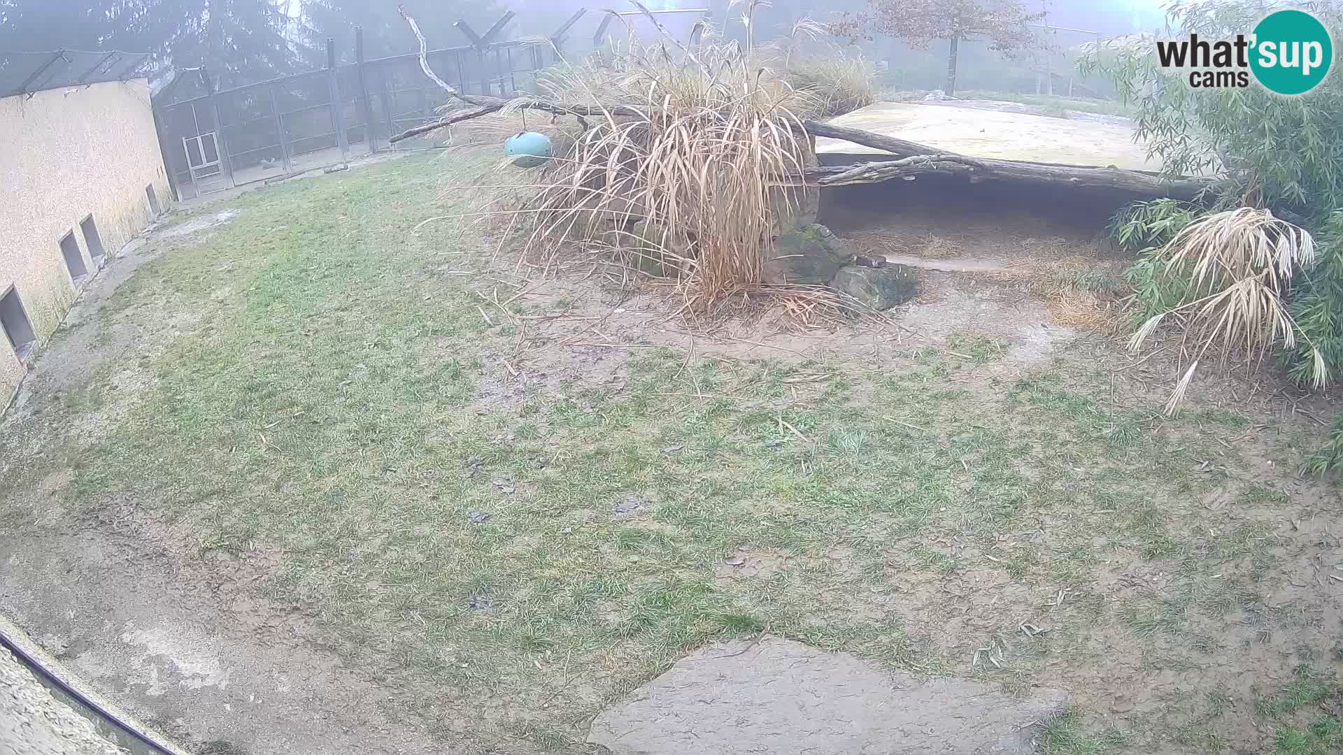 LEONE live Webcam nello zoo di Lubiana – Slovenia