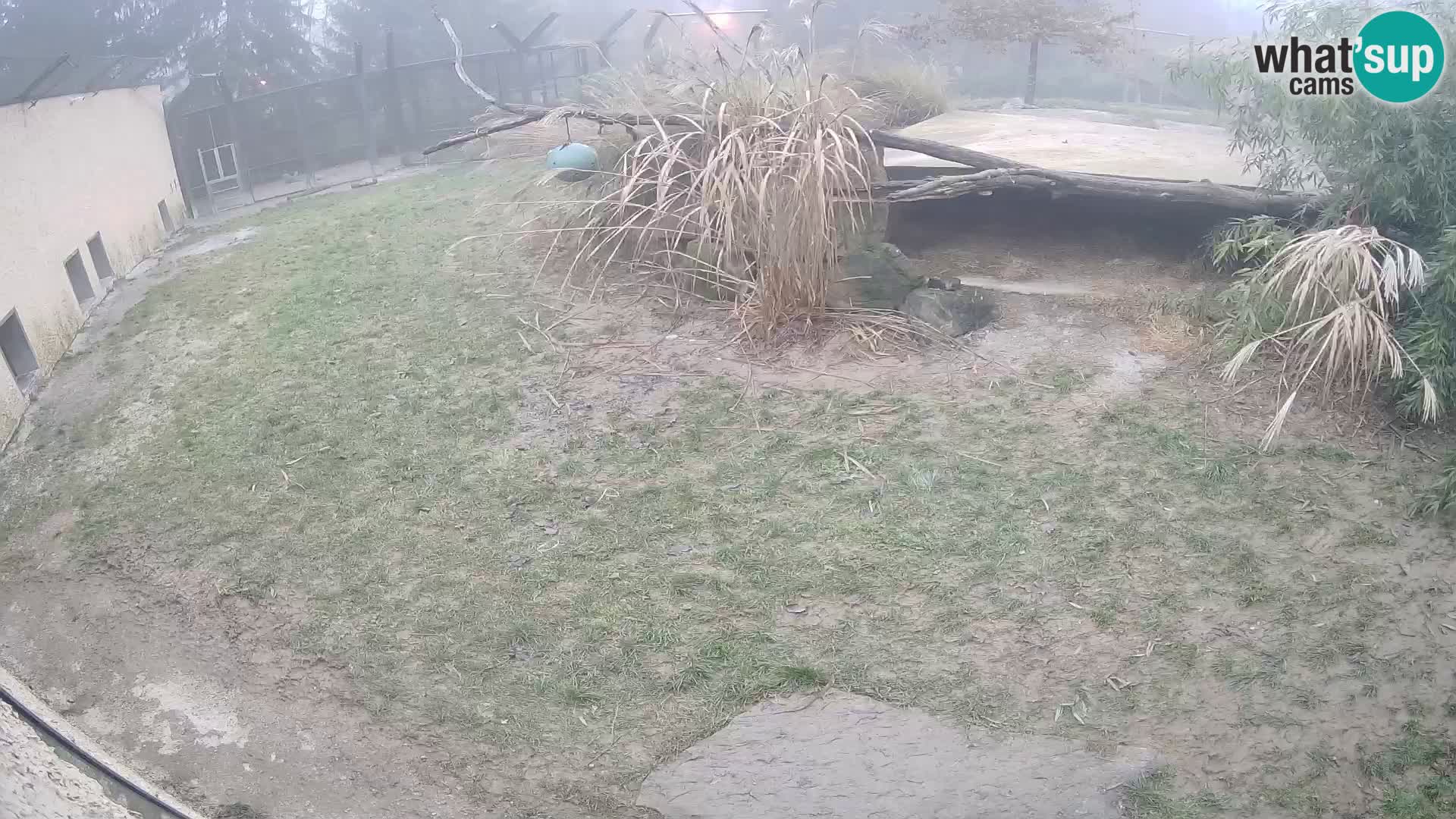 LION live Webcam in Ljubljana Zoo – Slovenia