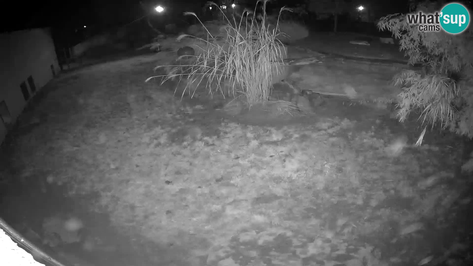 LEON Webcam en vivo en Ljubljana Zoo – Eslovenia