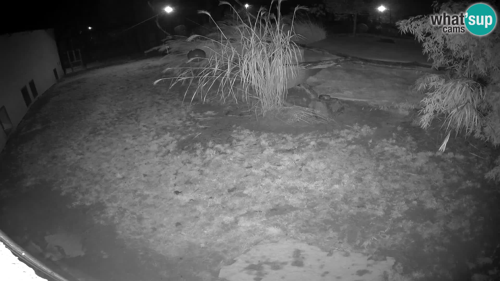 LEON Webcam en vivo en Ljubljana Zoo – Eslovenia