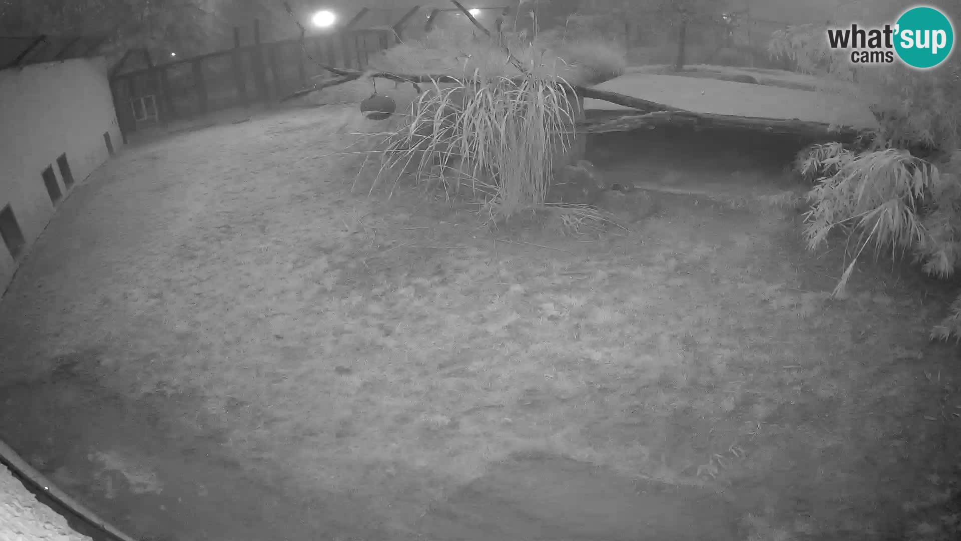 LION webcam en direct du zoo de Ljubljana – Slovénie