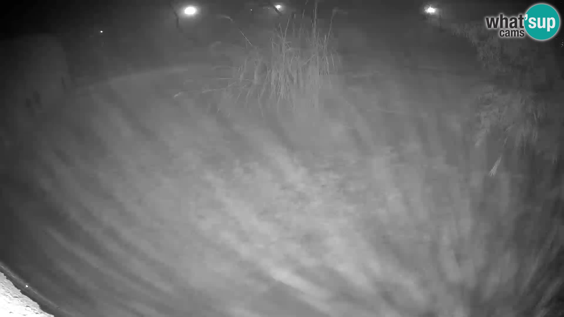 LEONE live Webcam nello zoo di Lubiana – Slovenia