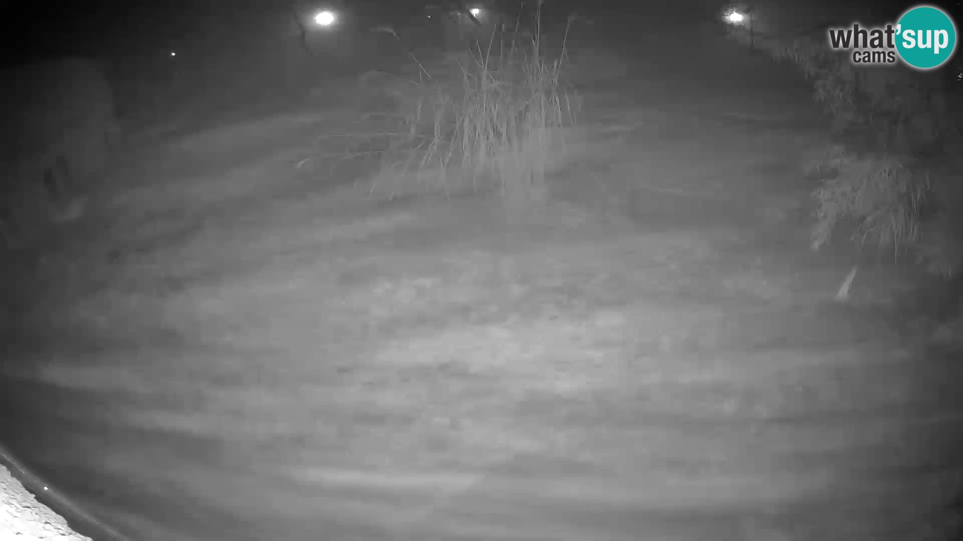 LEONE live Webcam nello zoo di Lubiana – Slovenia