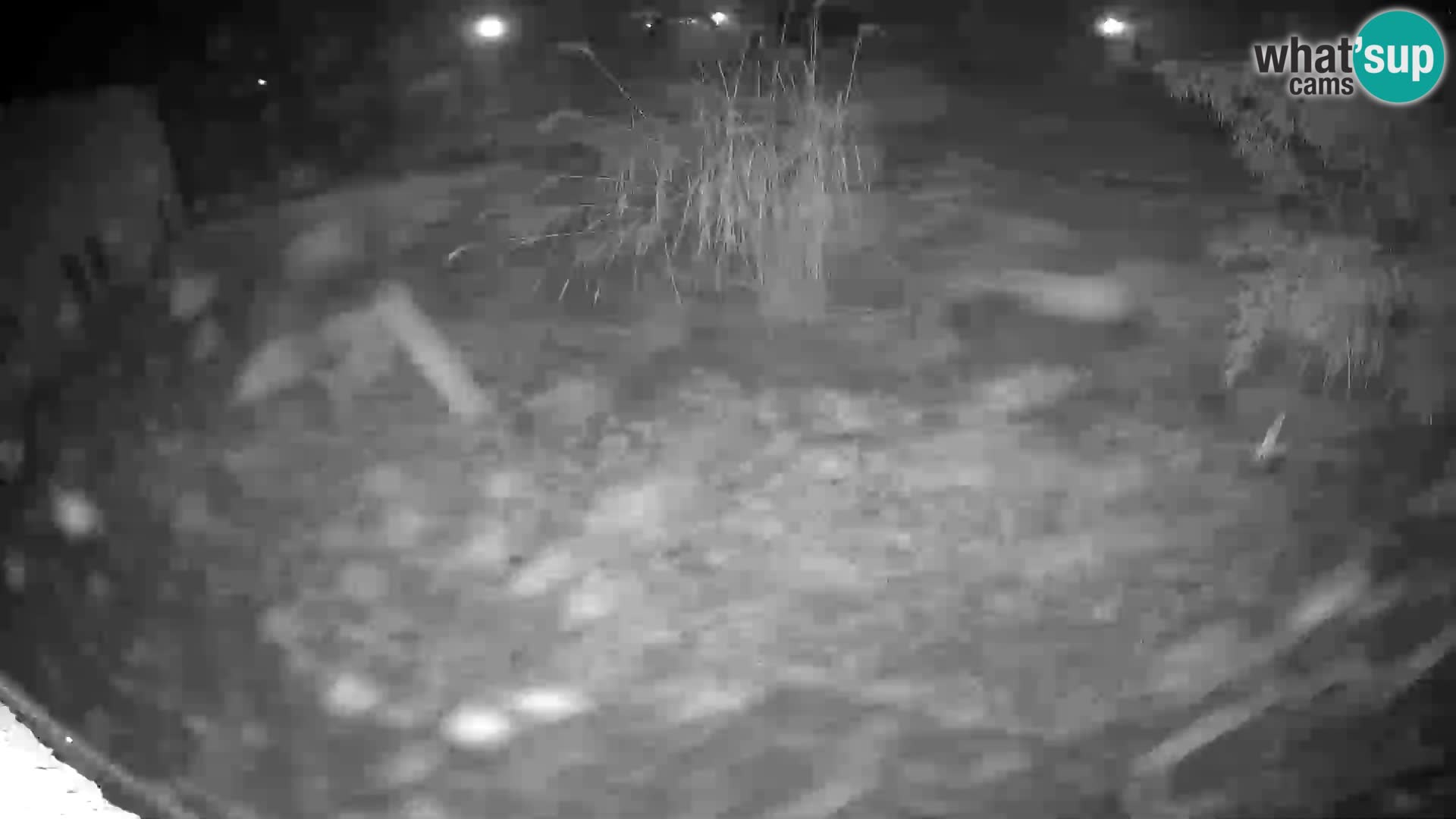 LEONE live Webcam nello zoo di Lubiana – Slovenia