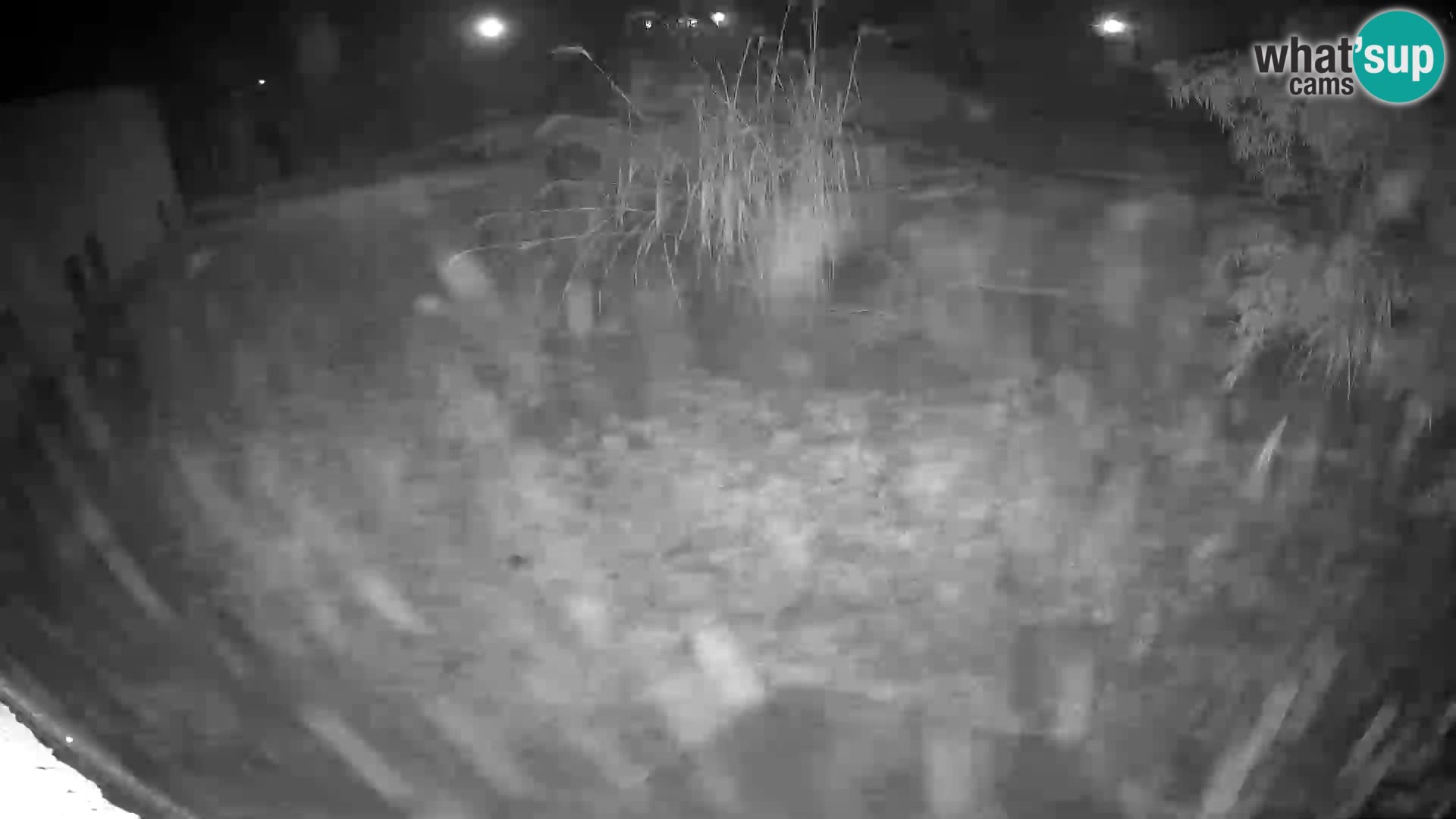 LEON Webcam en vivo en Ljubljana Zoo – Eslovenia