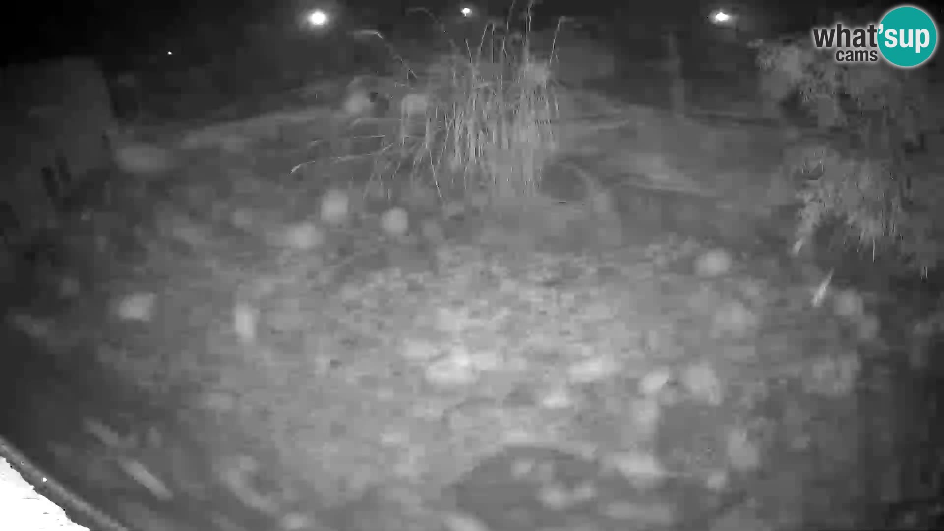 LEONE live Webcam nello zoo di Lubiana – Slovenia