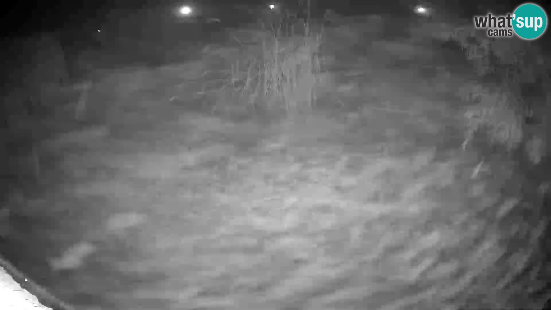 LION webcam en direct du zoo de Ljubljana – Slovénie